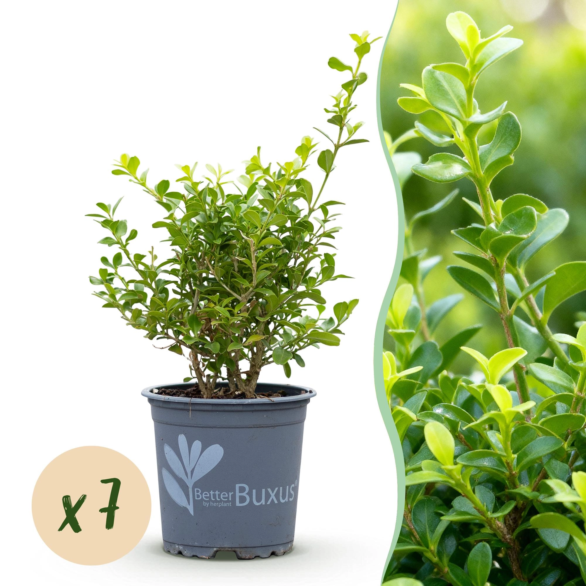 BetterBuxus – Perfekter Buxus für Deinen Garten
