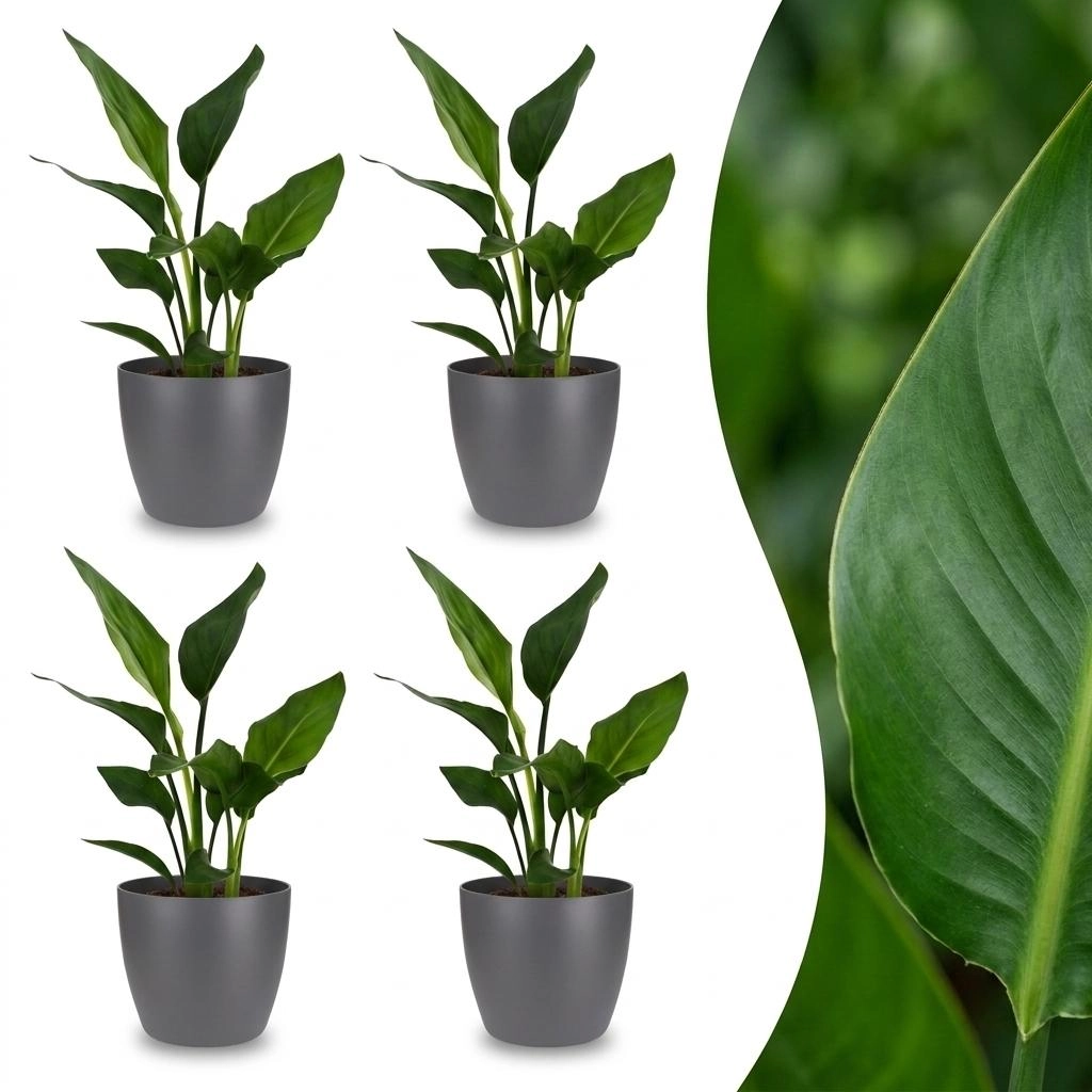 Green boutiQ - Strelitzia Reginea - Paradiesvogelblume - 4 Pflanzen - mit Potter Grijs - Topf 12cm - Höhe 35cm Bild 1