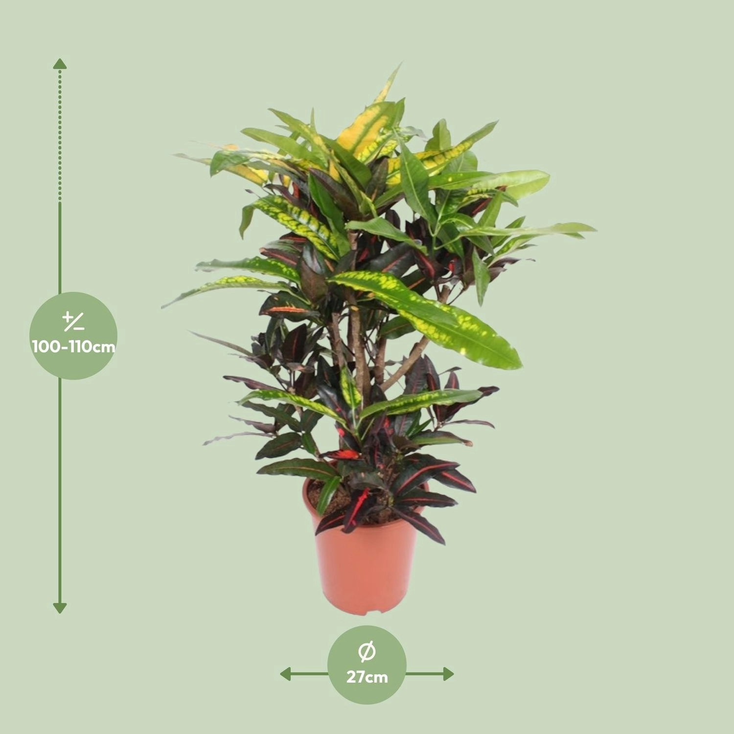 Codiaeum Mango (Croton)