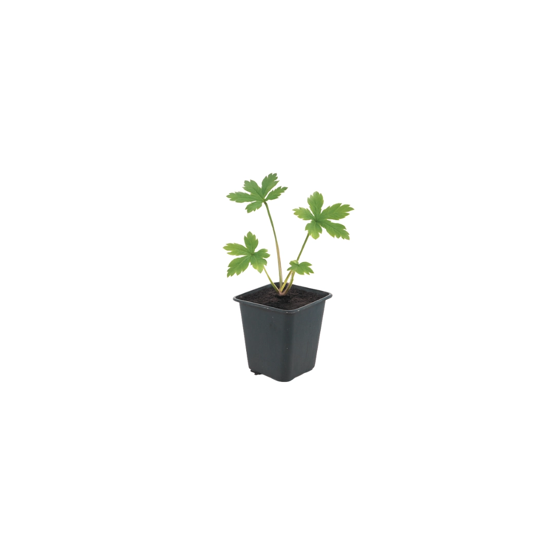 Astrantia major - Sterndolde