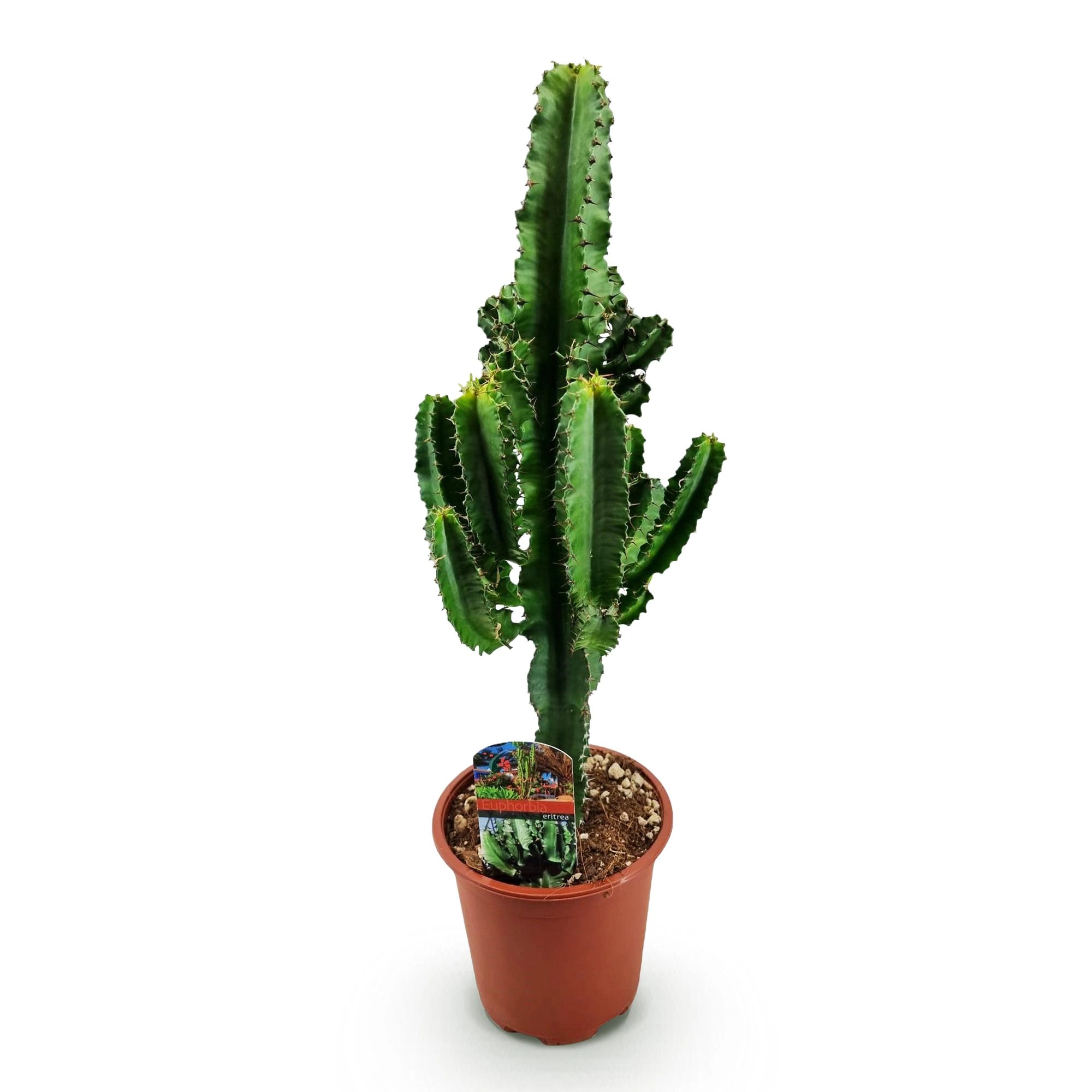 Euphorbia Eritrea