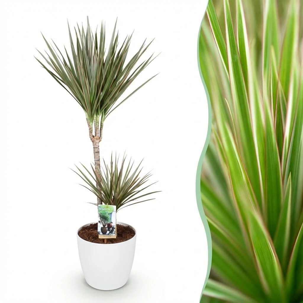 Dracaena Marginata Bicolor