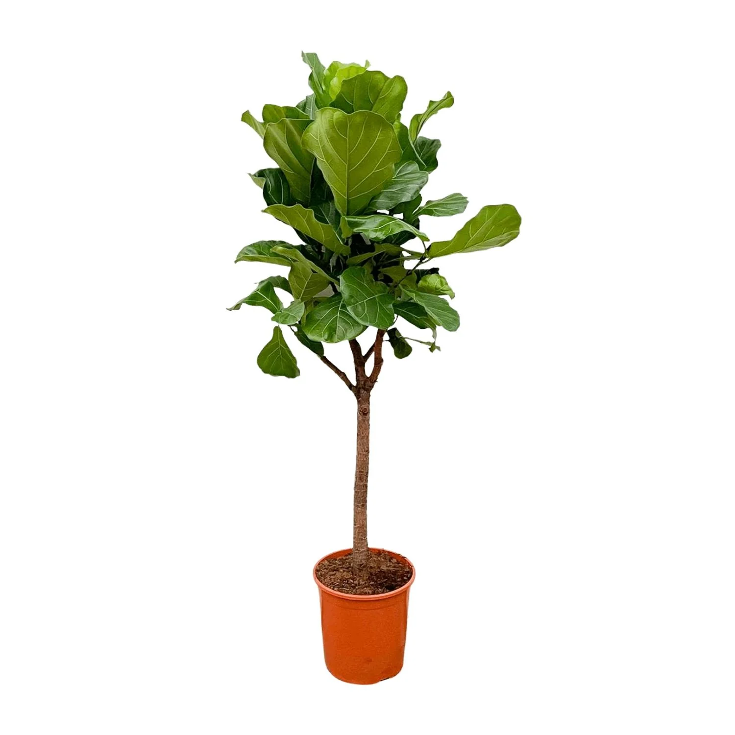 Ficus Lyrata tree - 180cm - ⌀30 Bild 1