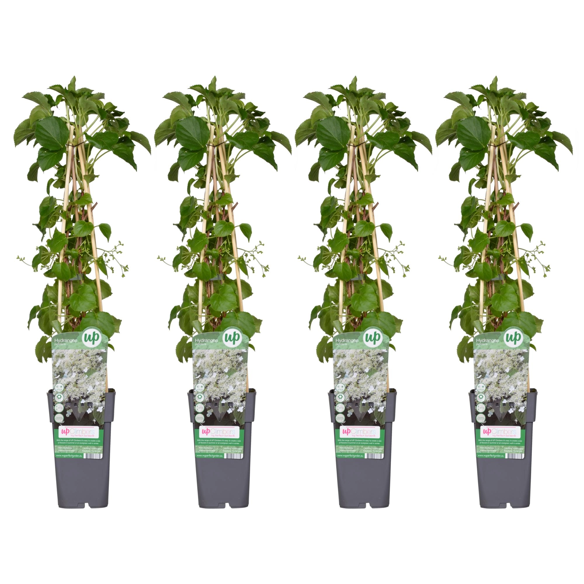 4x - Hydrangea petiolaris - ↨65cm - Ø15 Bild 1