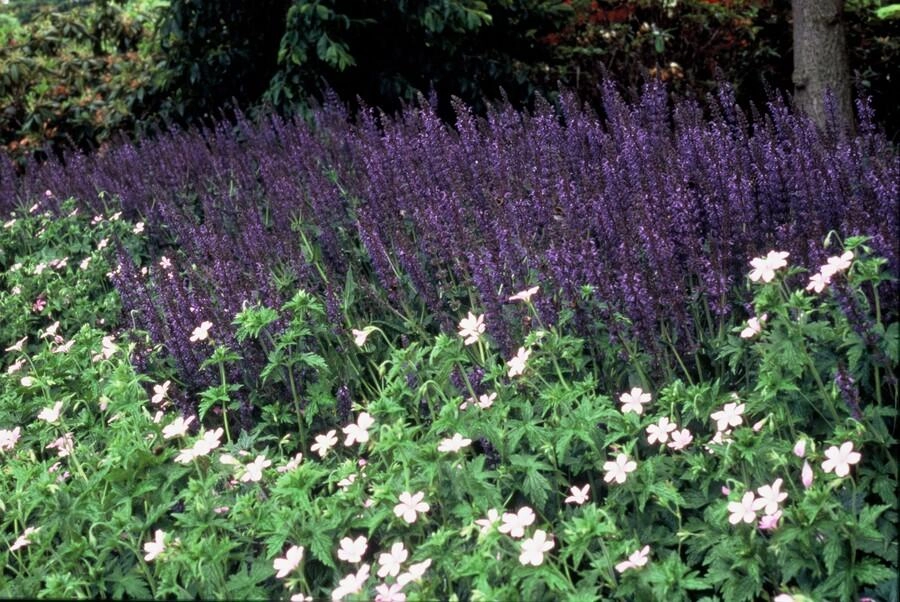 48x Salvia nem. Mainacht - ↕10-25cm - Ø9cm Bild 6