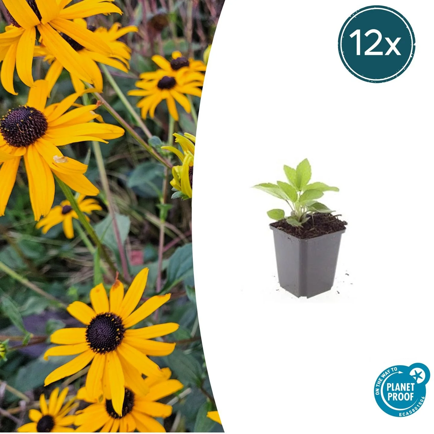 Rudbeckia fulgida 'Goldsturm'
