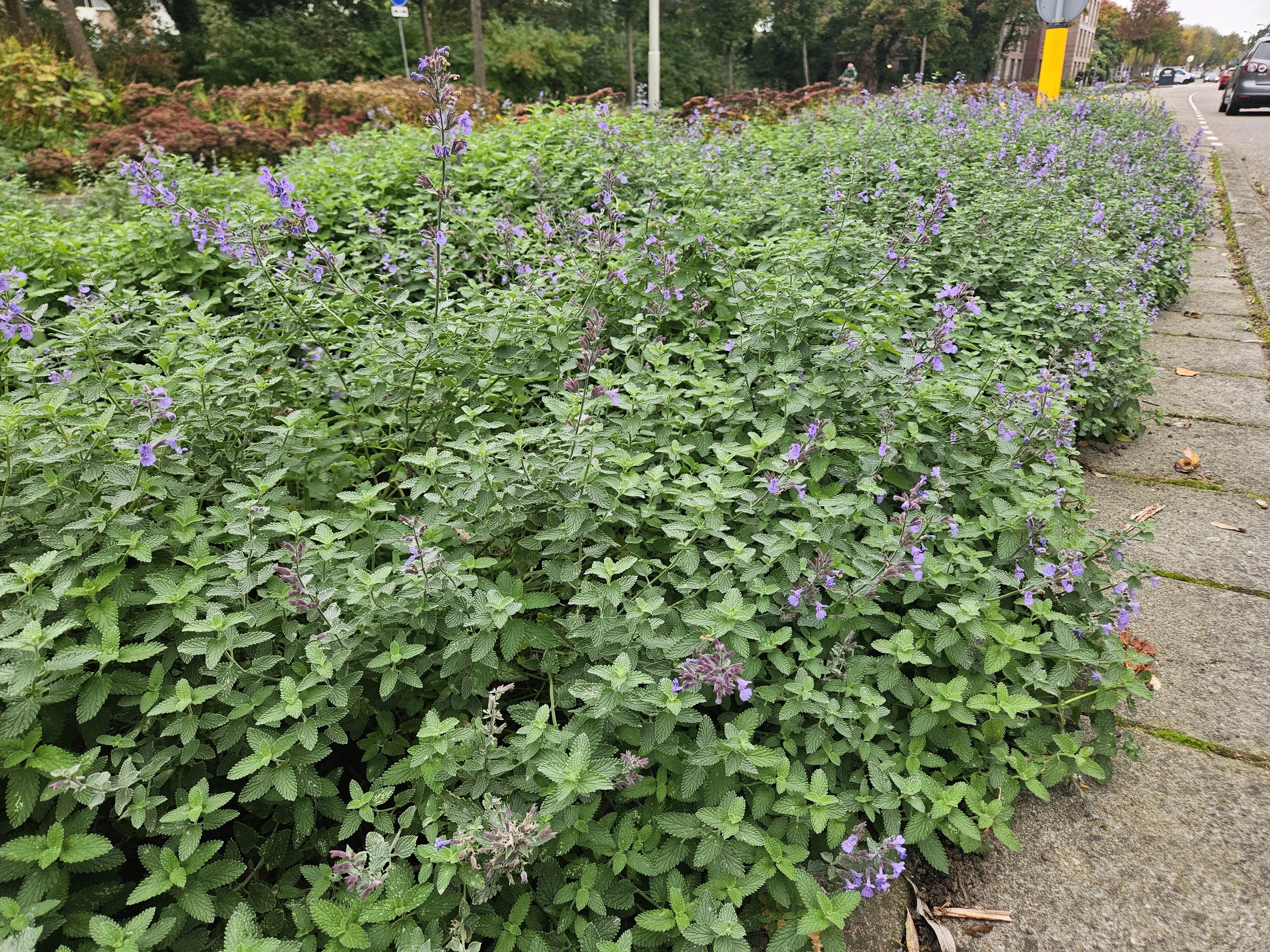 12x Nepeta Walkers Low - ↕10-25cm - Ø9cm Bild 8