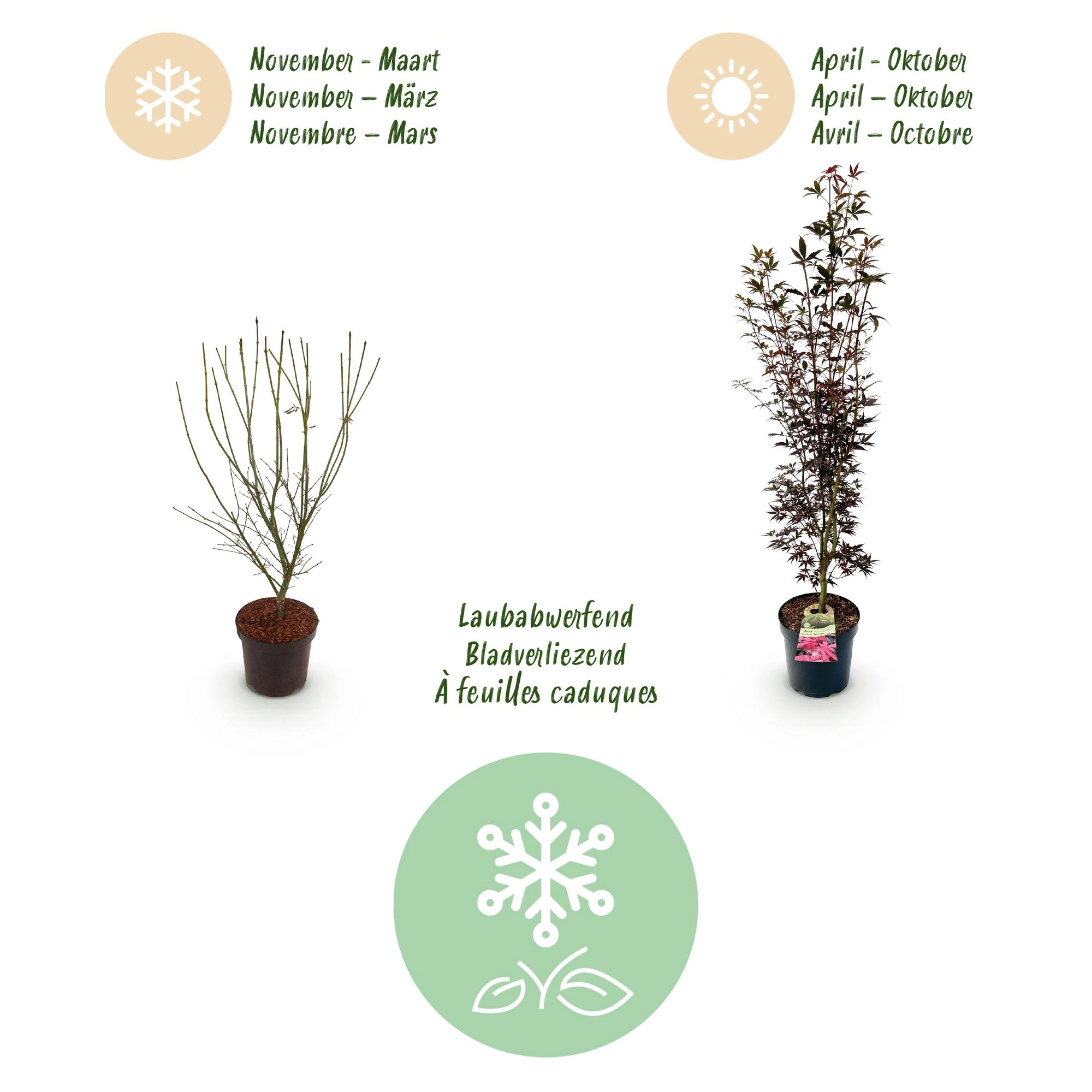 Green boutiQ - Gartenpflanze - Acer palmatum Skeeters Broom - Japanischer Ahorn - Laubabwerfend - Rot - 1 - Topf 26cm - Höhe 90cm Bild 4