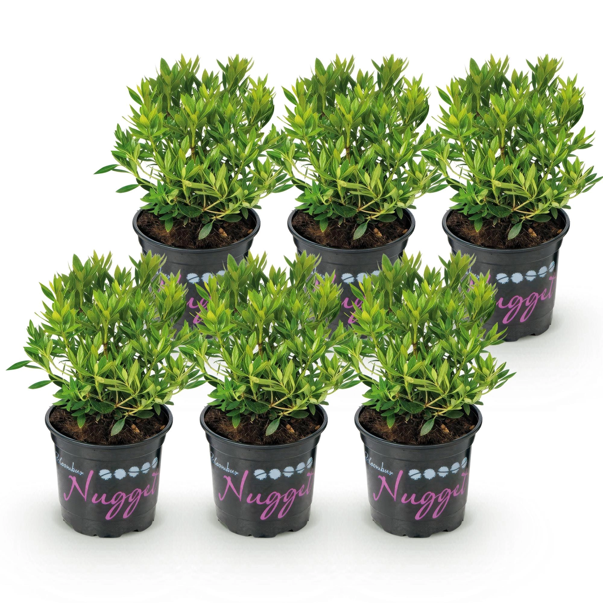 Green boutiQ - Zwerg-Rhododendron - Rhododendron Bloombux Light Pink - Blühender Buchsbaum - Wenig Pflege - Hellrosa Blüte - 6 Pflanzen - Topf 10,5cm - Höhe 20-25cm Bild 2