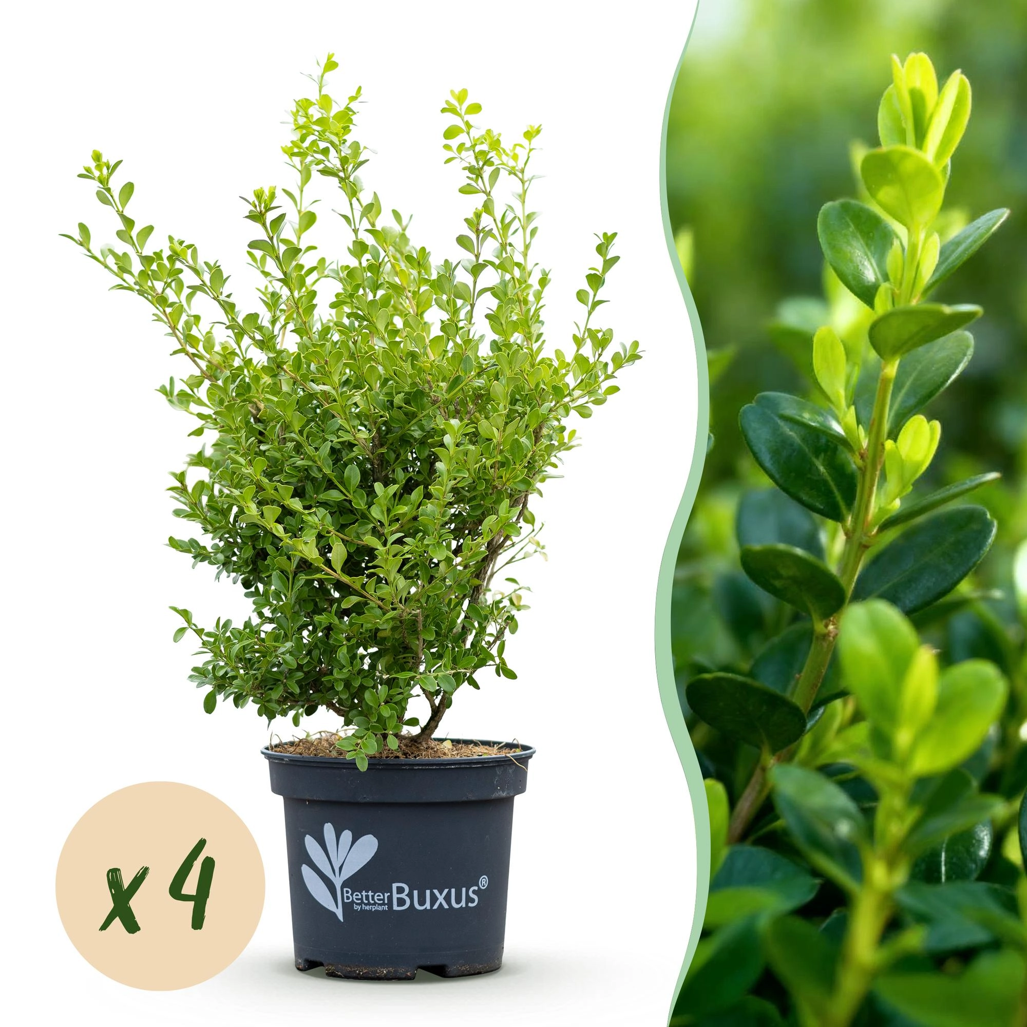 BetterBuxus