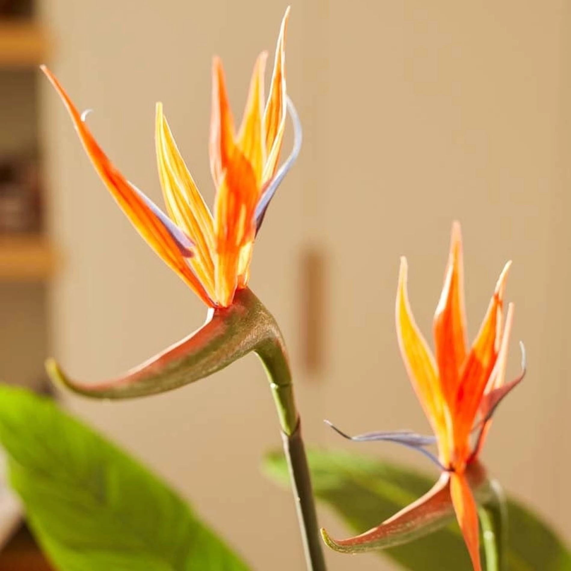Strelitzia Kunstpflanze mit orangen Blumen – 120 cm hoch