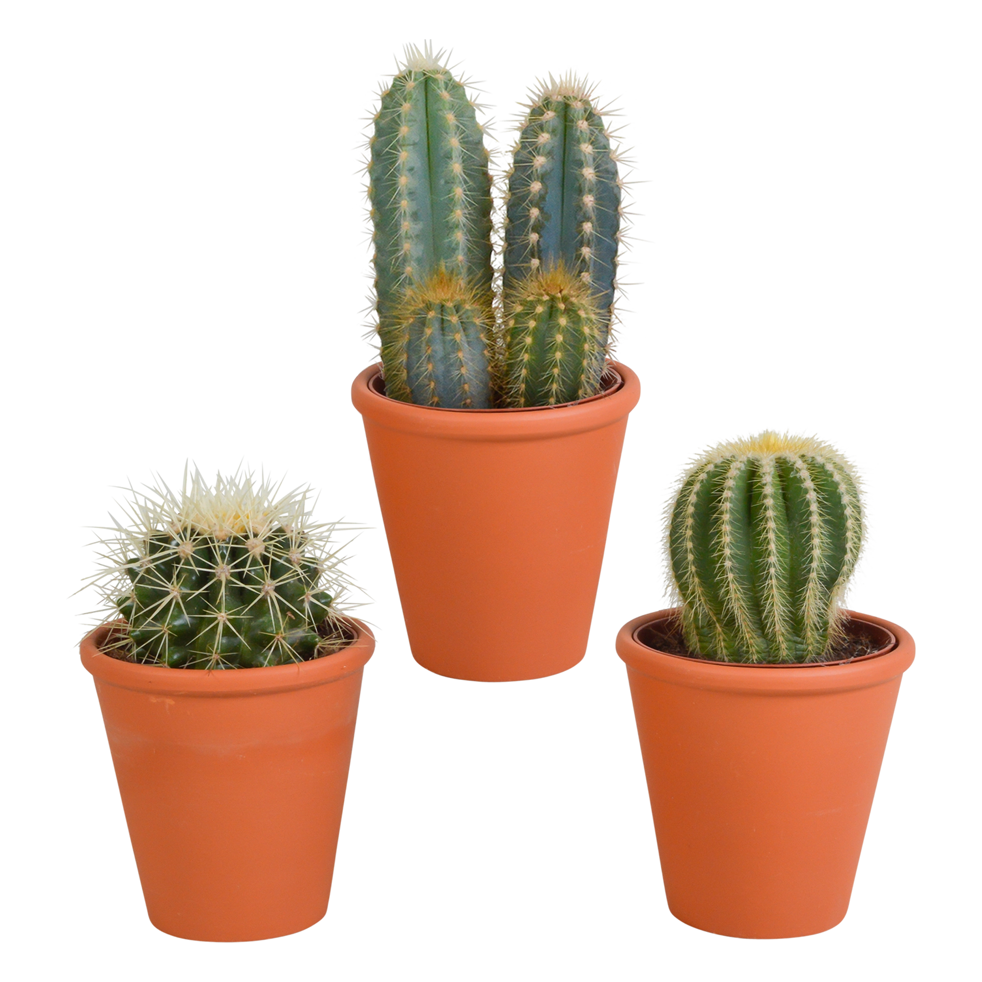 Kaktus-Mischung – 3 verschiedene Kakteen