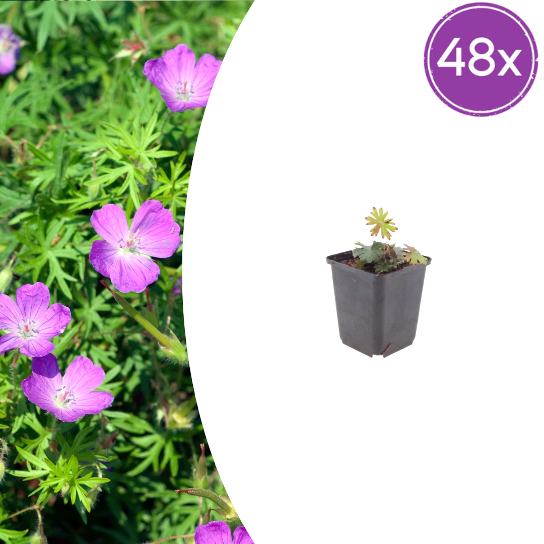 Geranium sanguineum – Blut-Storchschnabel