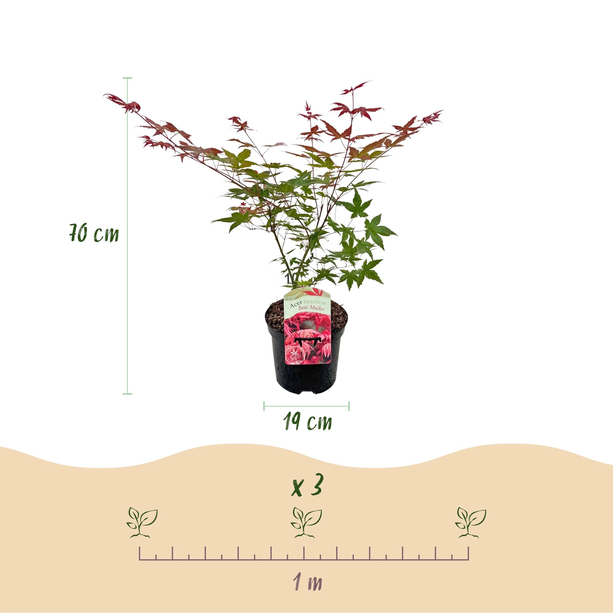 Balkonpflanze - Japanischer Ahorn - Acer palmatum Beni Maiko - Rot - 2 Pflanzen - Laubabwerfend - Topf 19cm Höhe 70cm