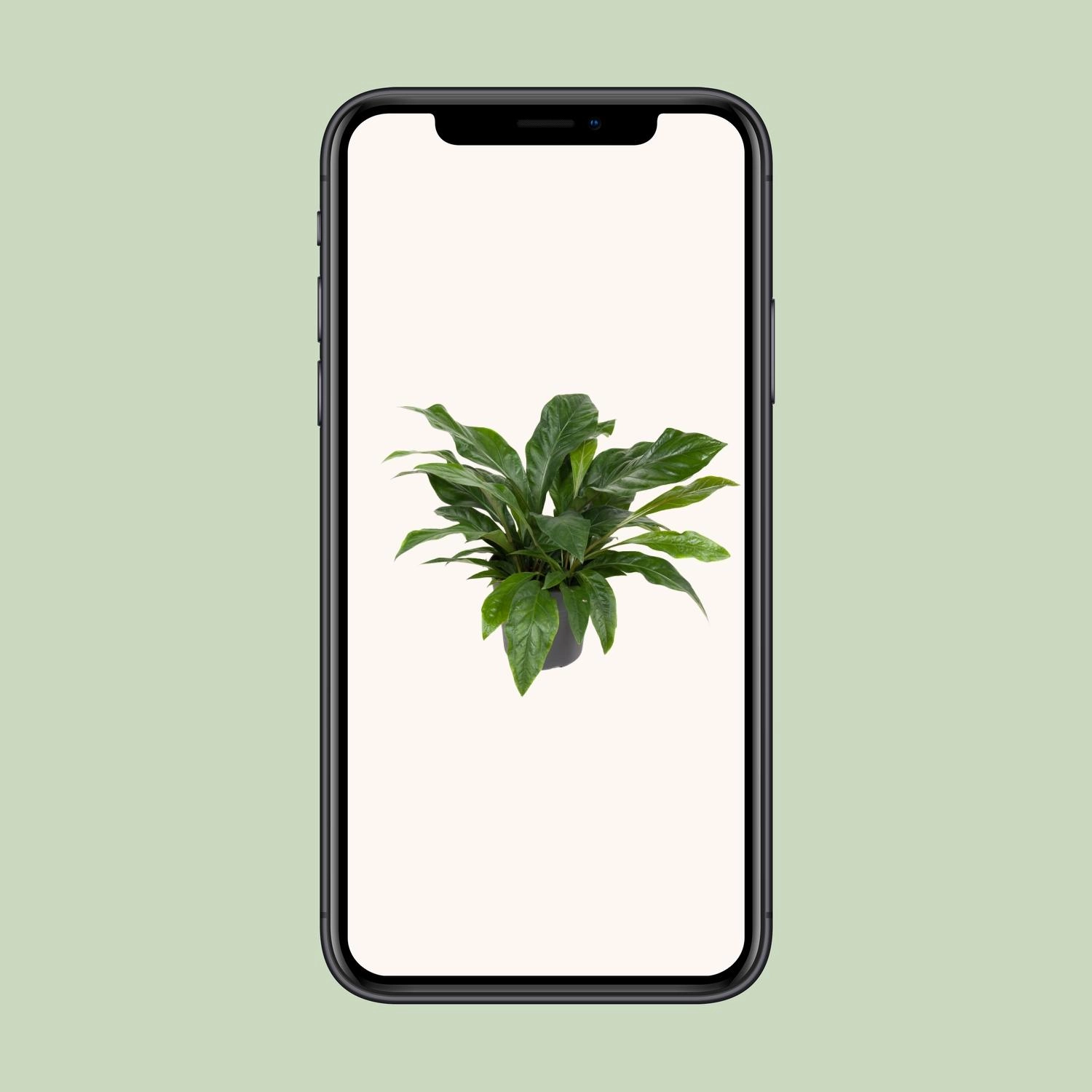 Anthurium Jungle Bush - Ø30cm - ↕70cm Bild 4