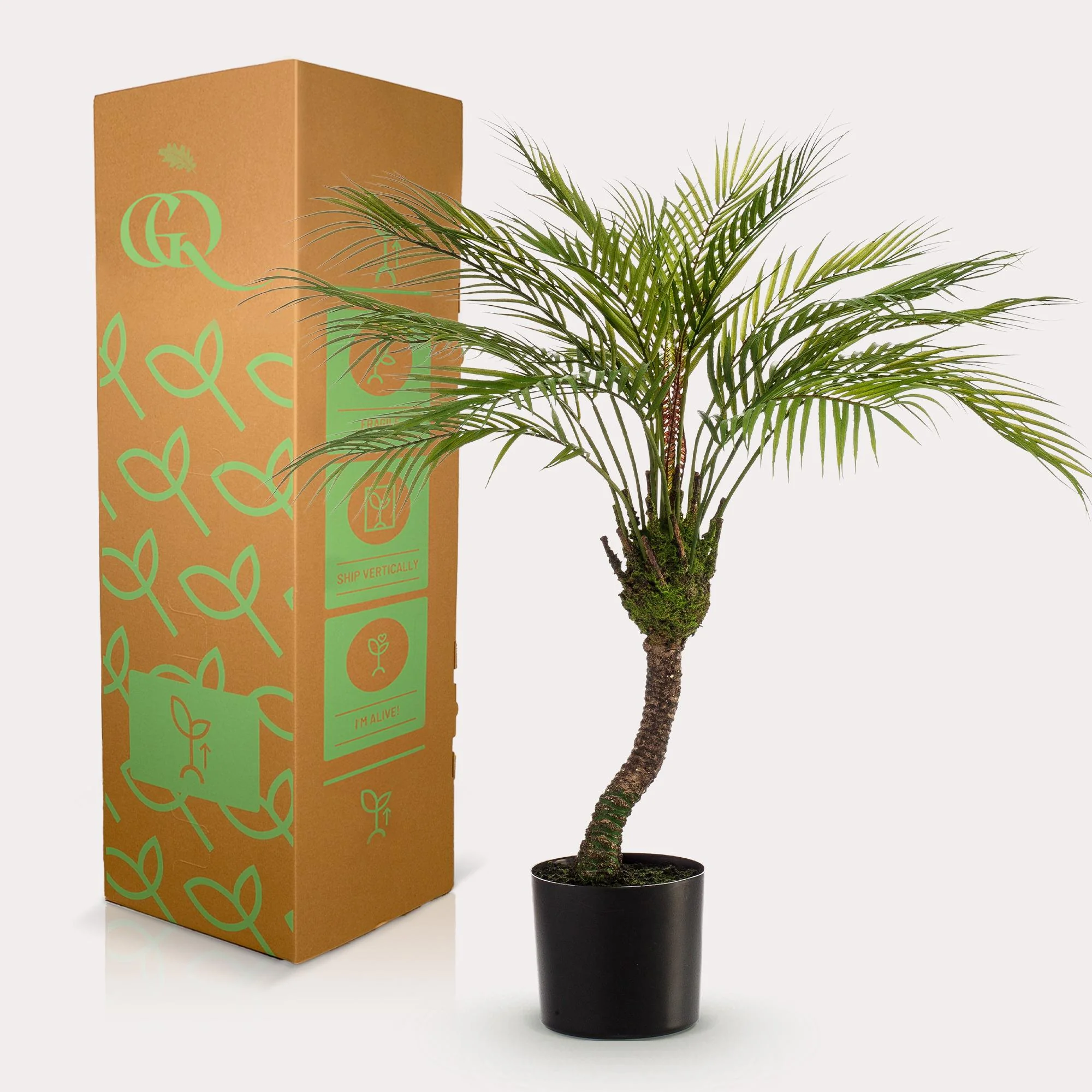 Chamaedorea Elegans – Mexikanische Bergpalme