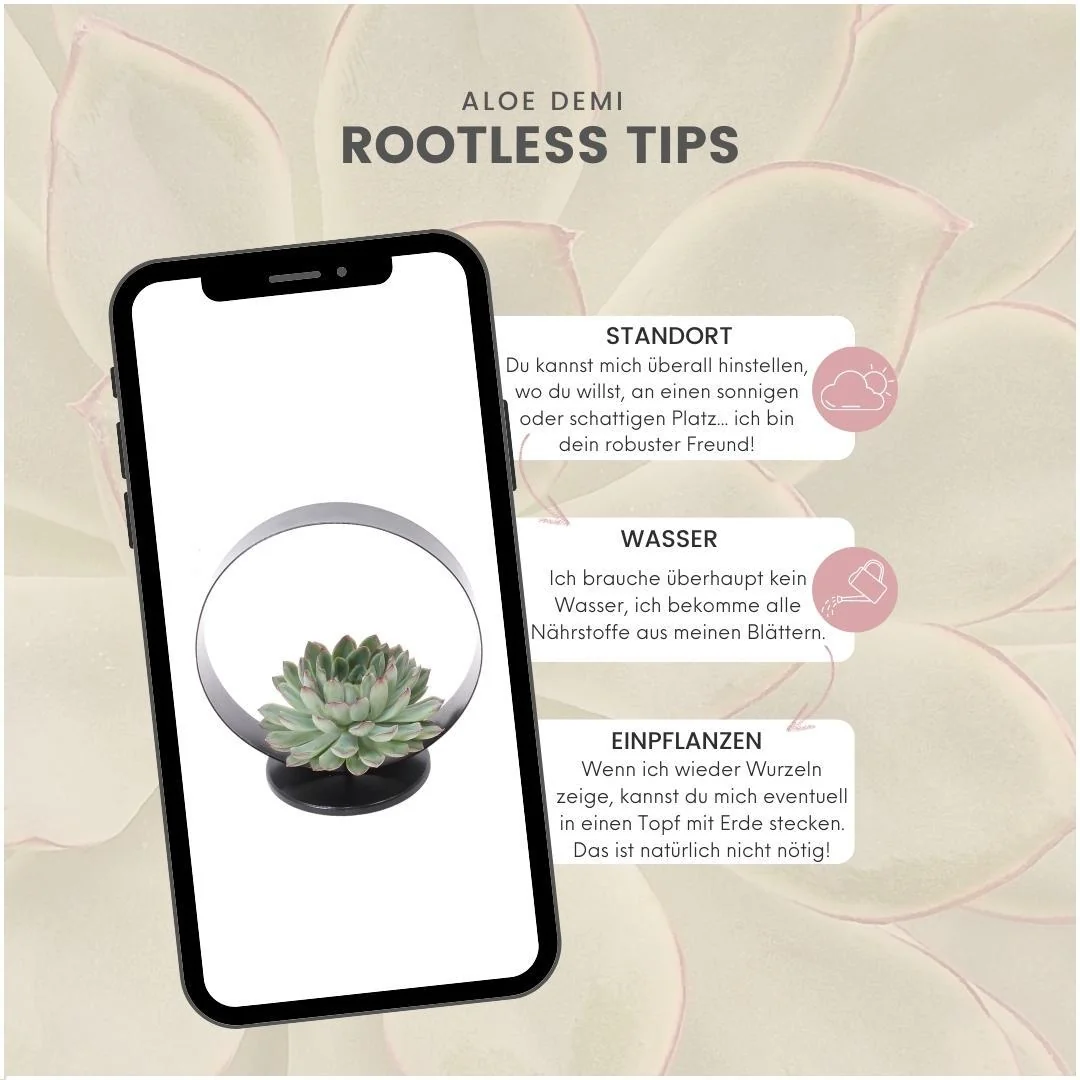 ROOTLESS Echeveria Pulidonis Bild 13