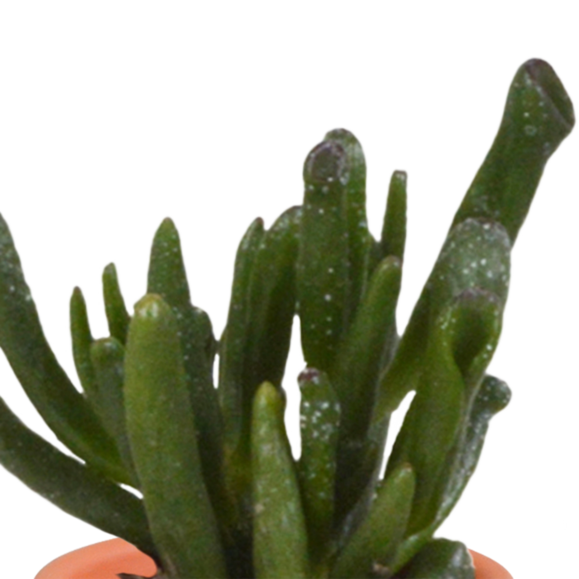 Cactus en vetplanten Mischung 5,5 cm 15 stück - in Mexicaanse pot Bild 6