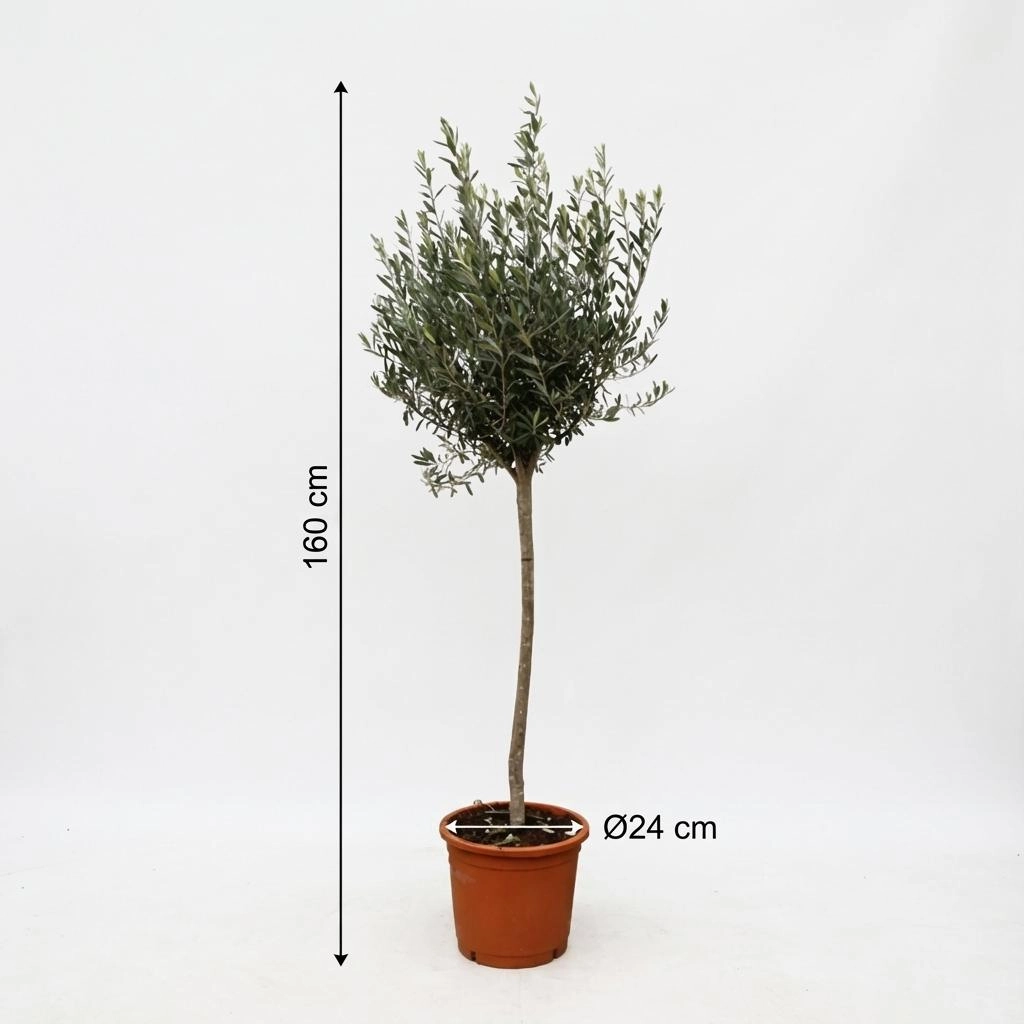 Olea Europaea on stem - 160cm- Ø24 Bild 5