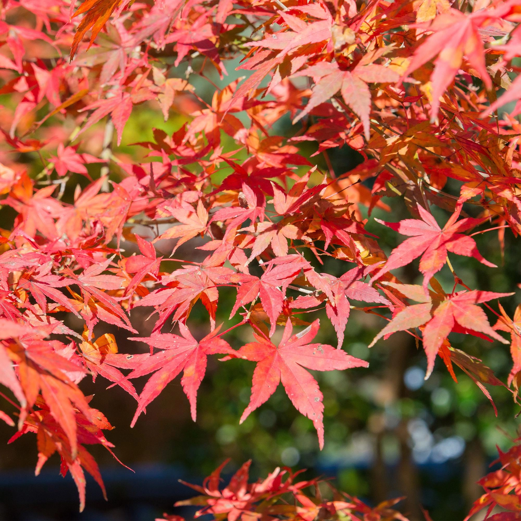 Acer palmatum Shaina Bild 6