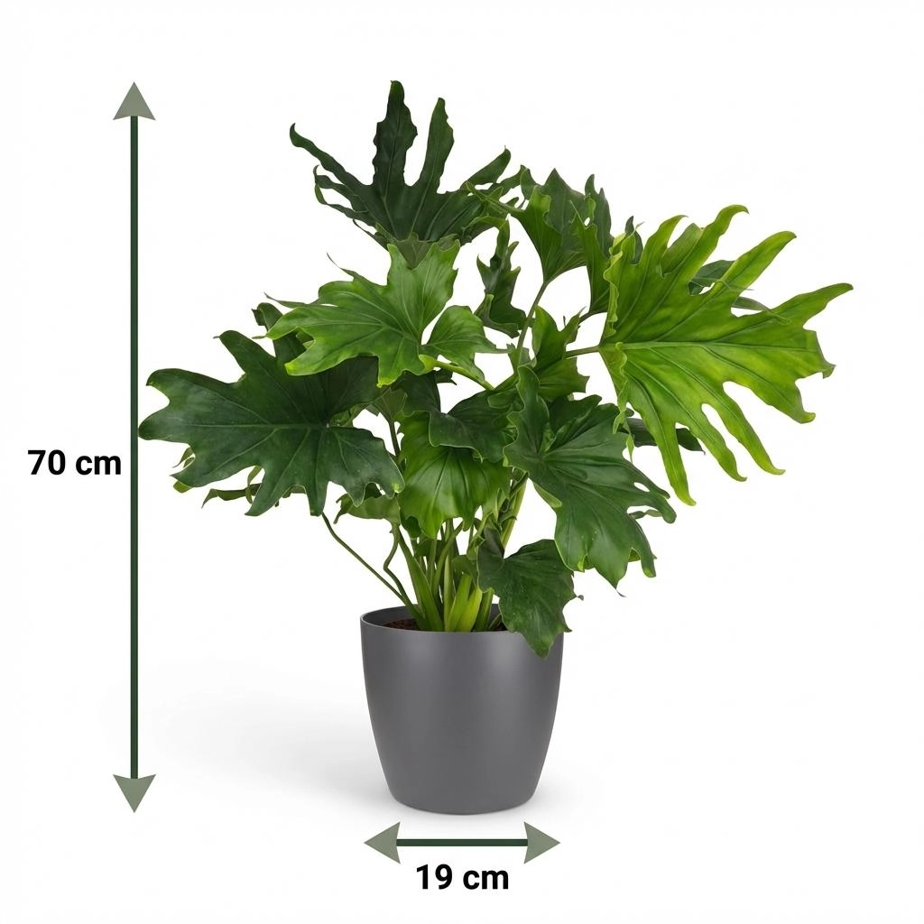 Philodendron Lickety Split