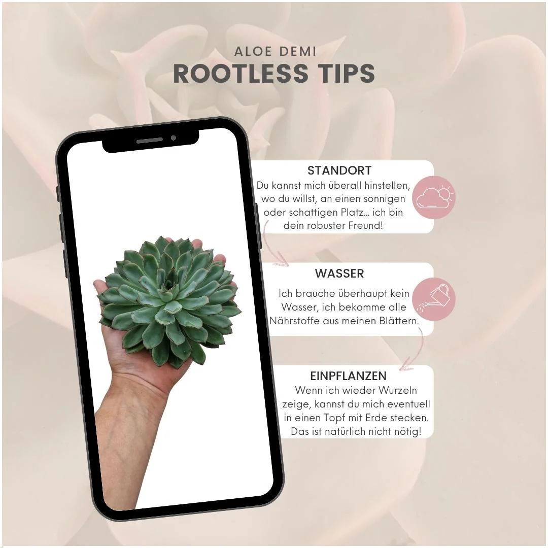 ROOTLESS Echeveria Pulidonis