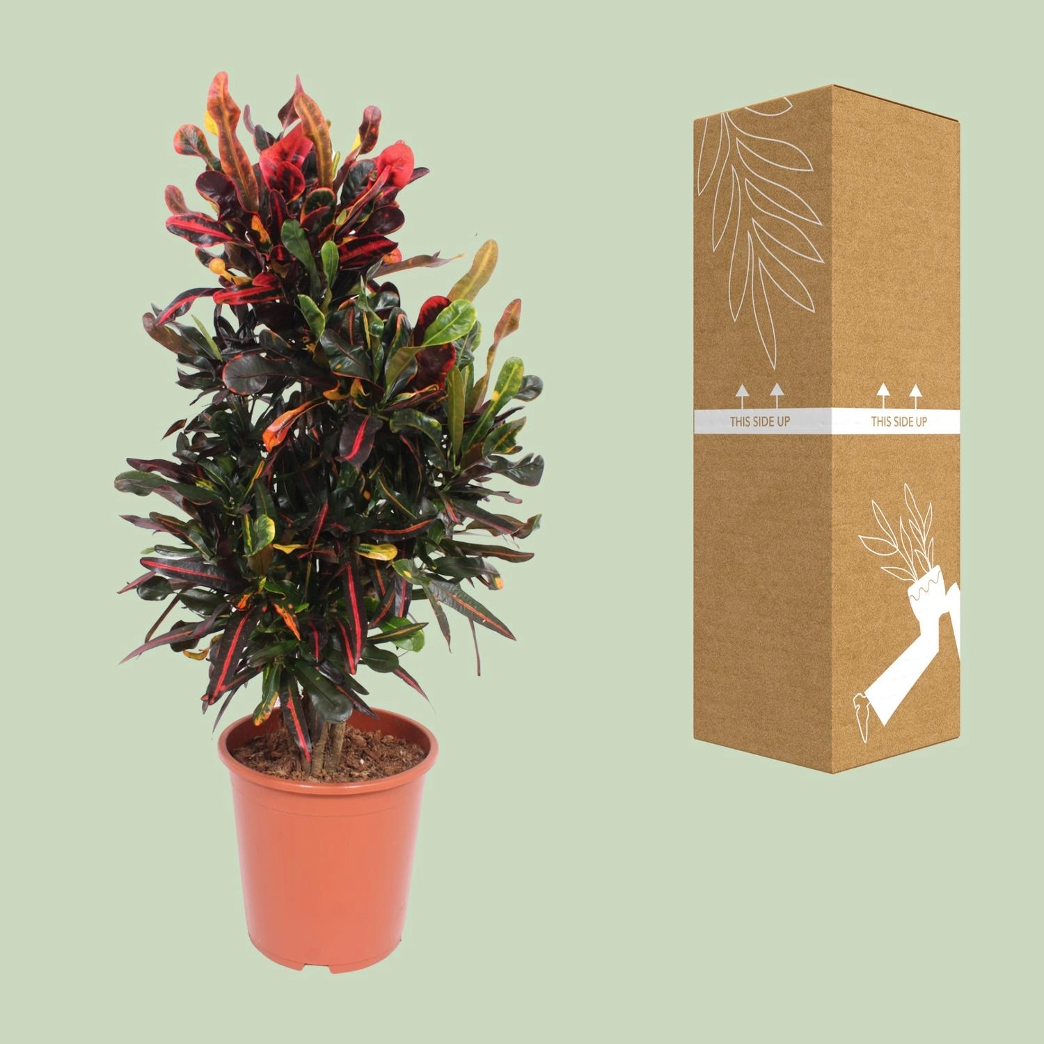 Codiaeum Variegatum Mammi - Ø27cm - ↕100cm Bild 3