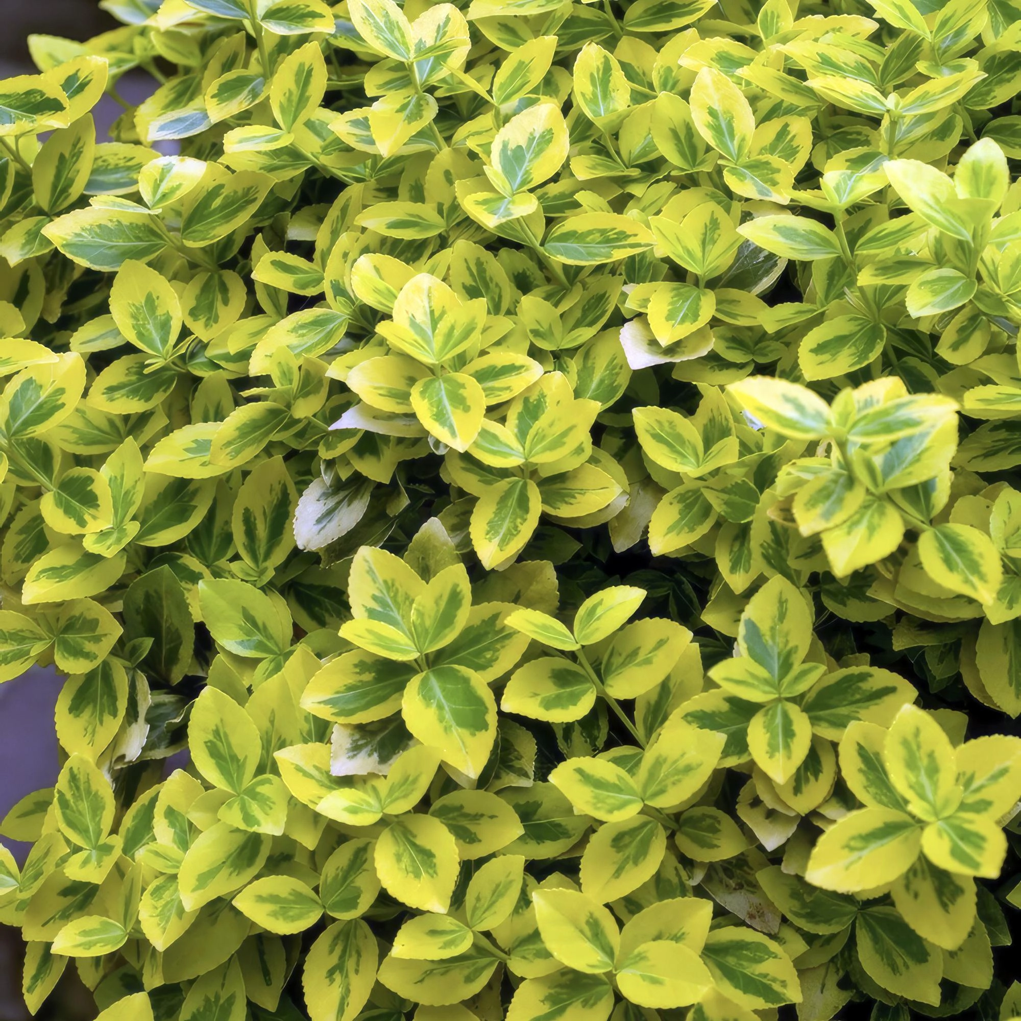 48x Euonymus fort. Emerald n Gold’ - ↕10-25cm - Ø9cm Bild 7