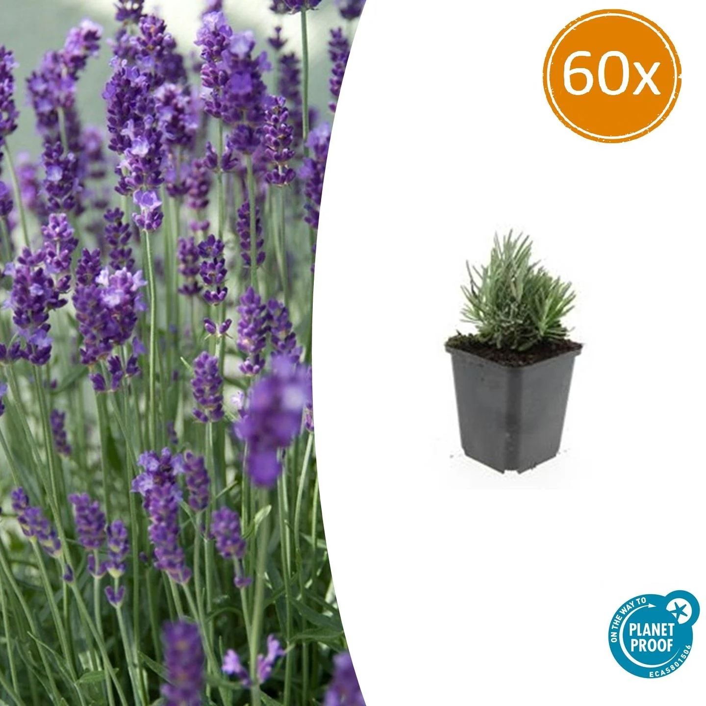 Lavandula angustifolia 'Dwarf Blue'