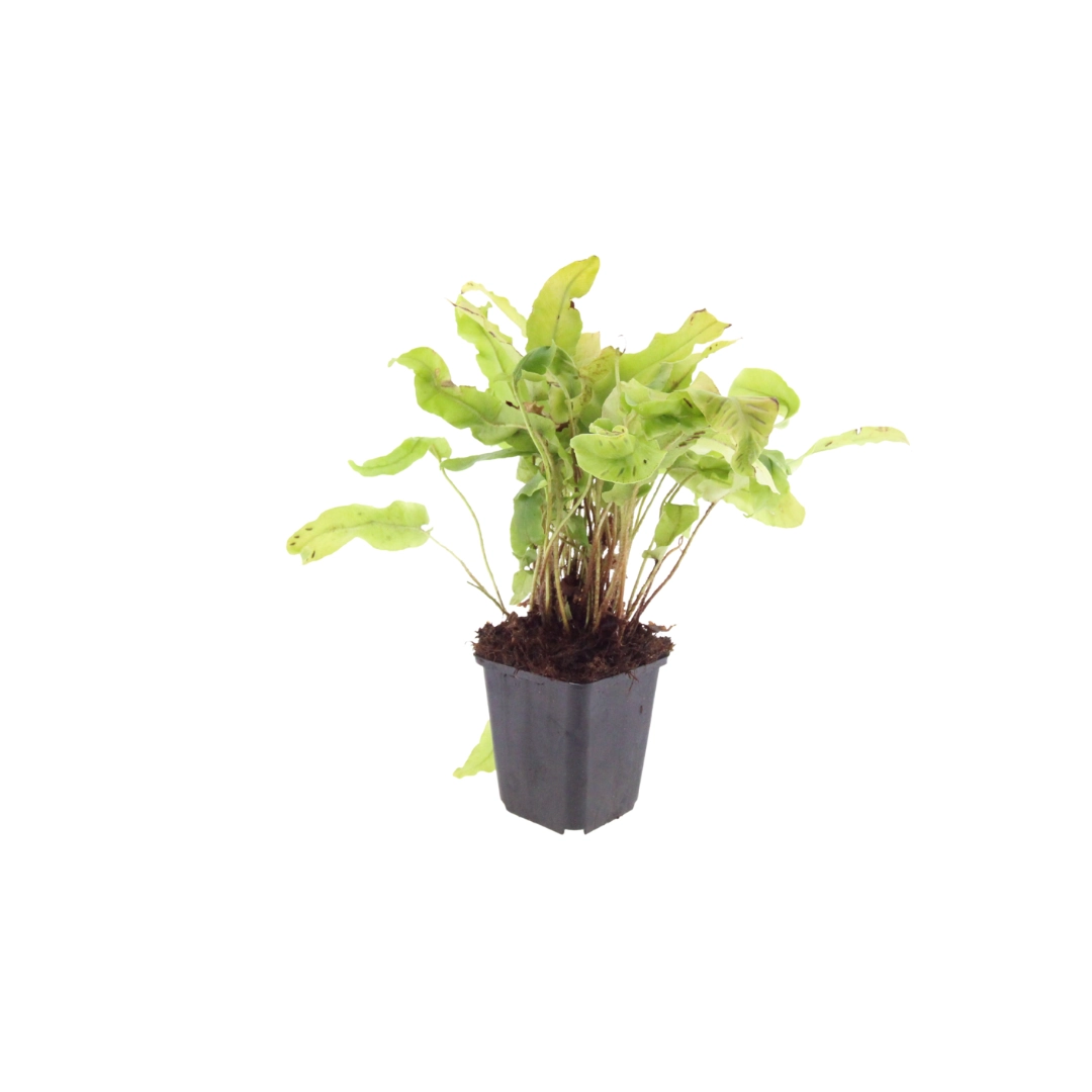 Asplenium scolopendrium - Hirschzungenfarn