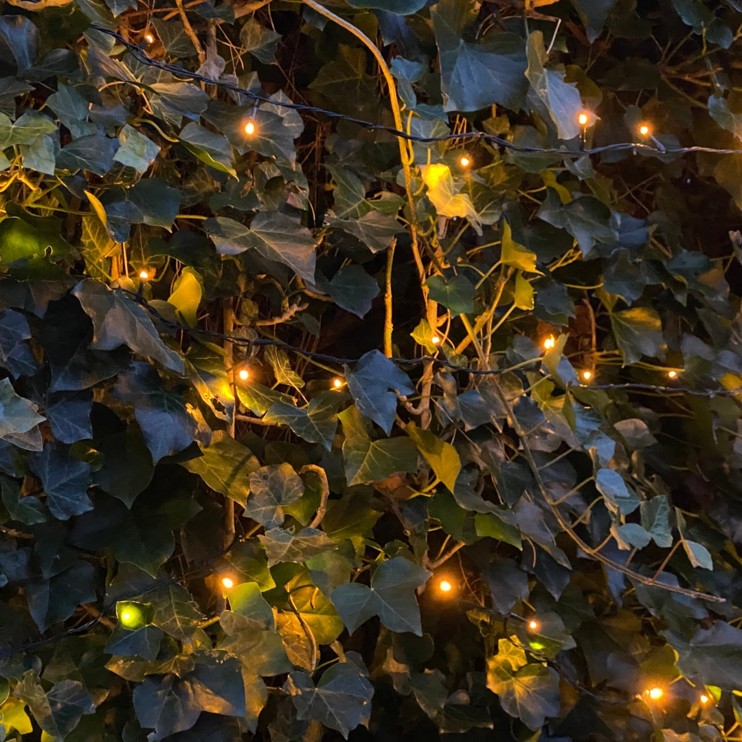 Hedera Hibernica - Efeu - Fertighecke - ↨180 cm Bild 4
