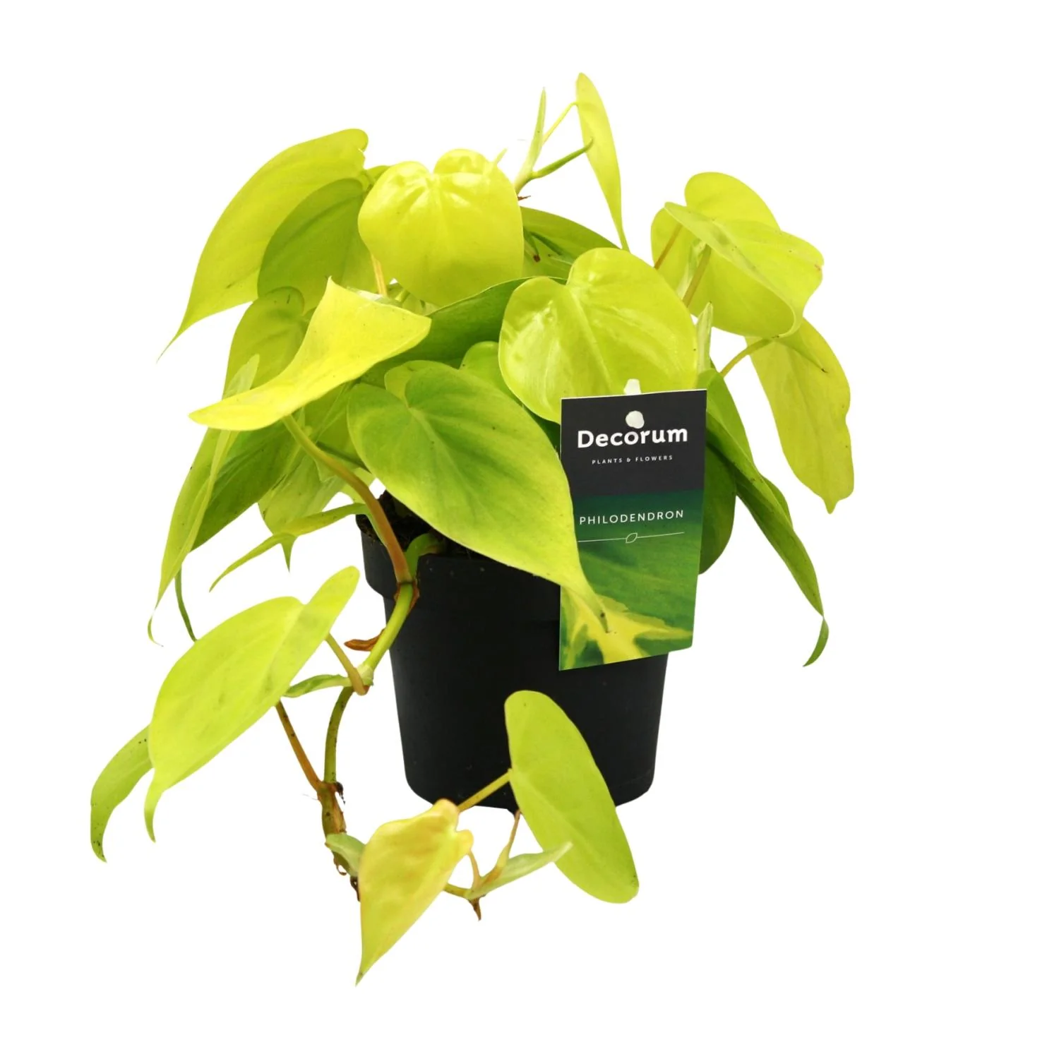 Philodendron Lime - Pflegeleichte Eleganz für dein Zuhause