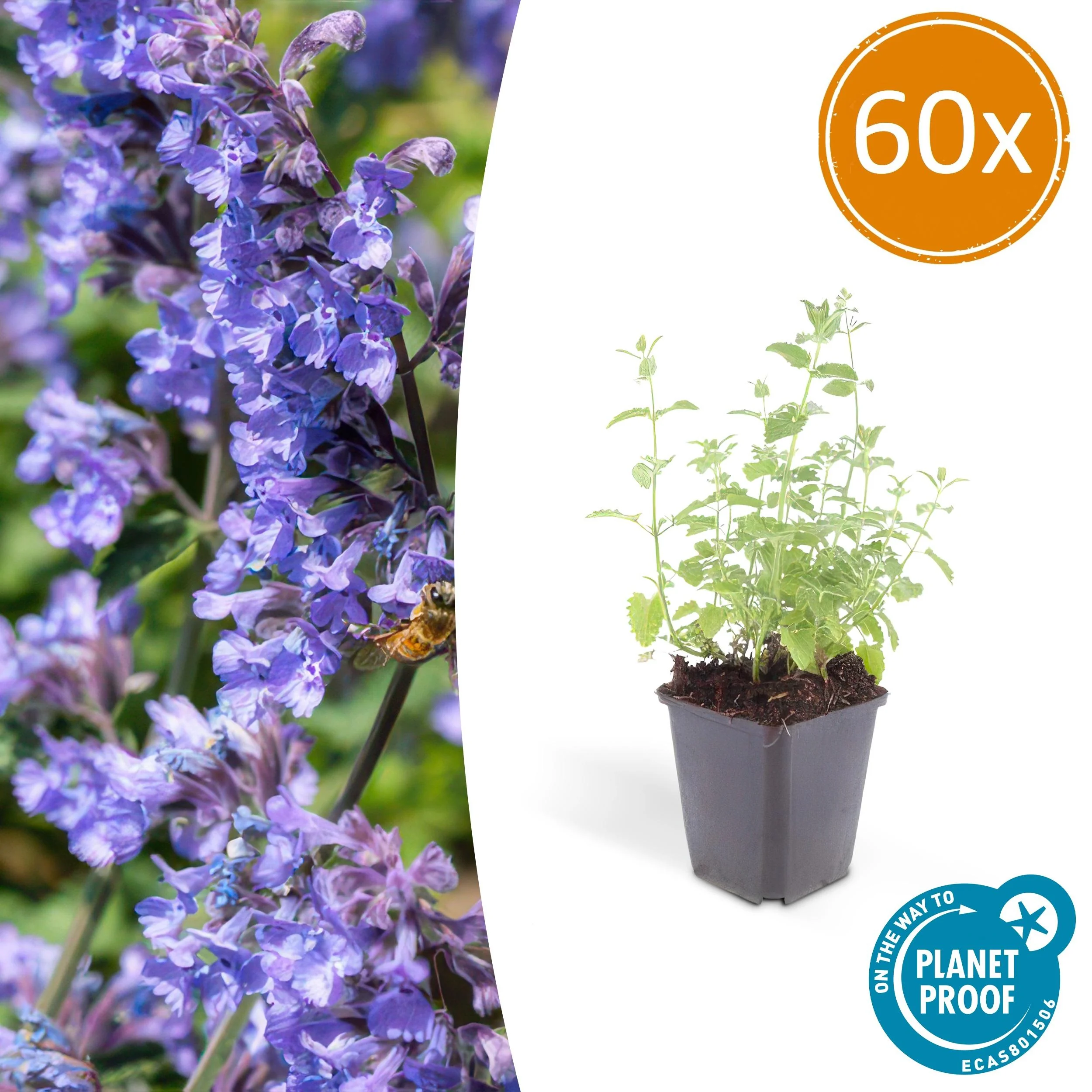 Nepeta 'Six Hills Giant'
