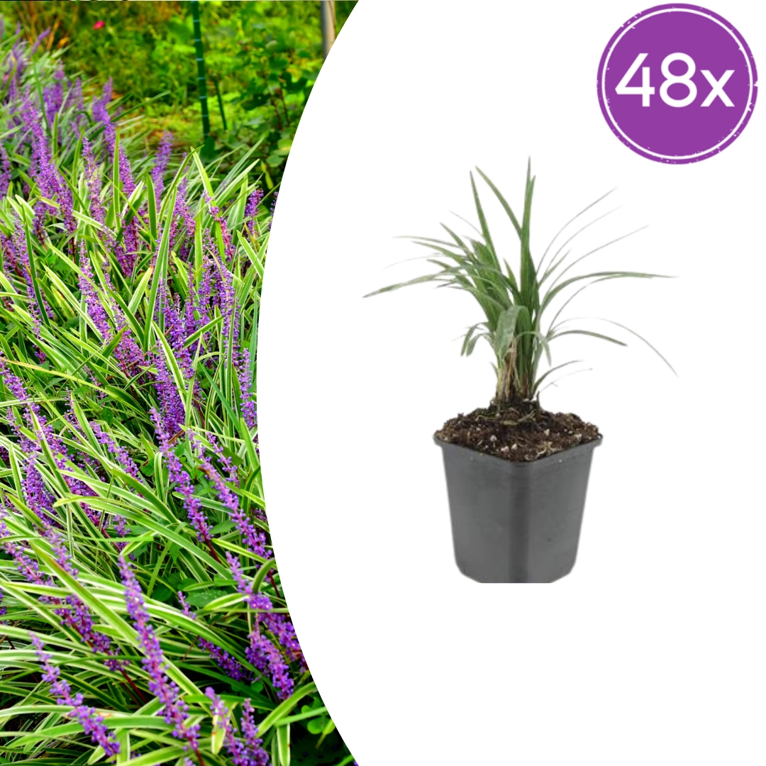 48x Liriope muscari Moneymaker - ↕10-25cm - Ø9cm Bild 1
