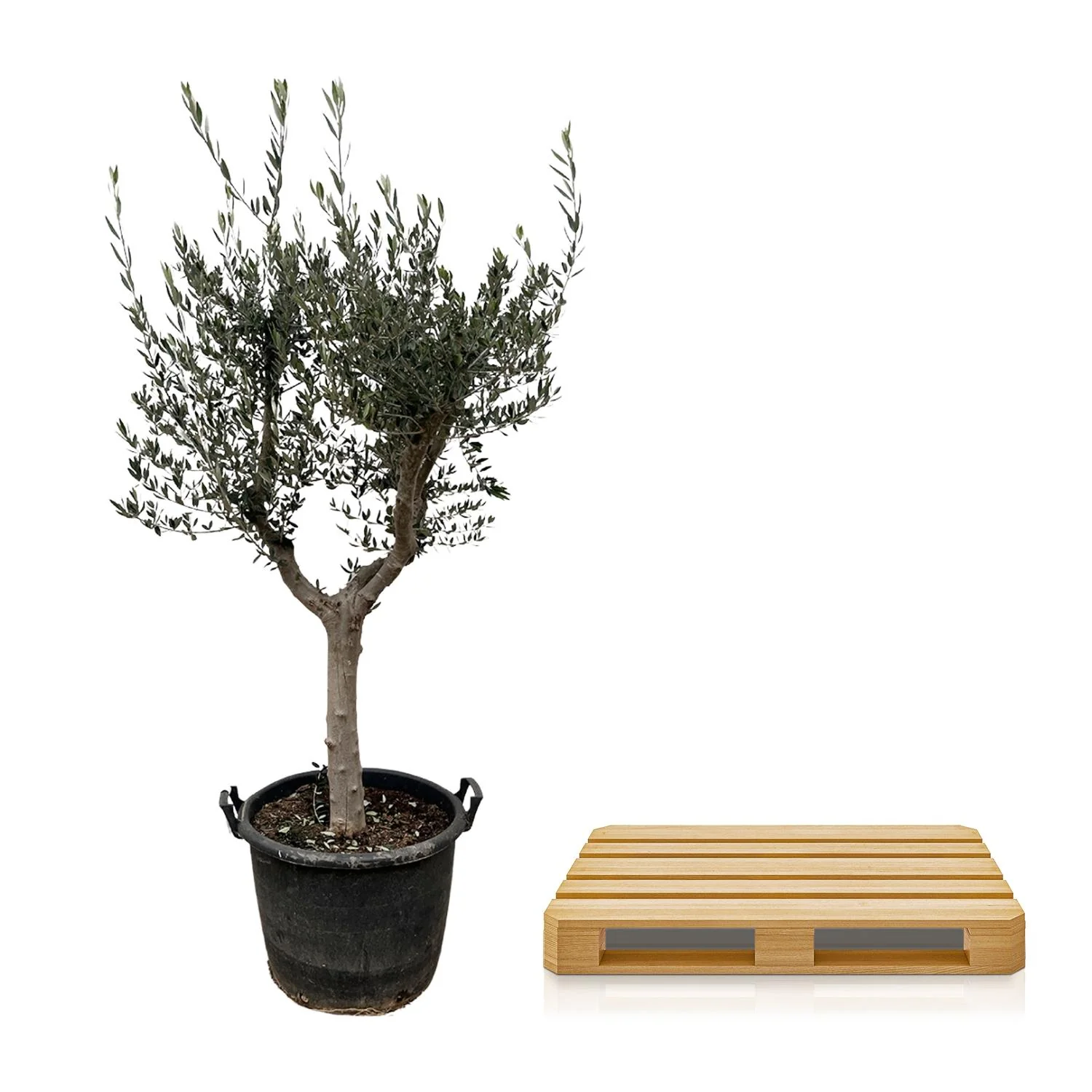 Olea Europaea Cultivo - 230cm- Ø45 Bild 3