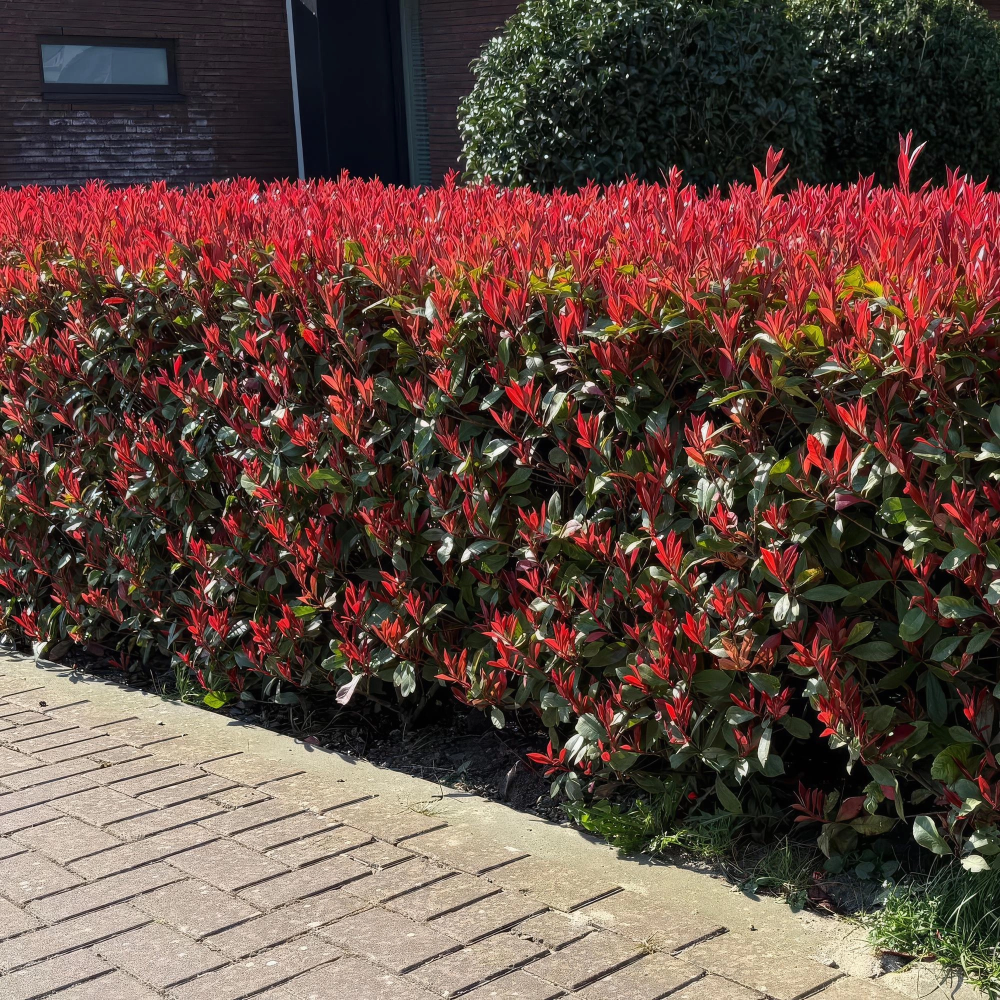 Photinia Fraseri Carre Rouge