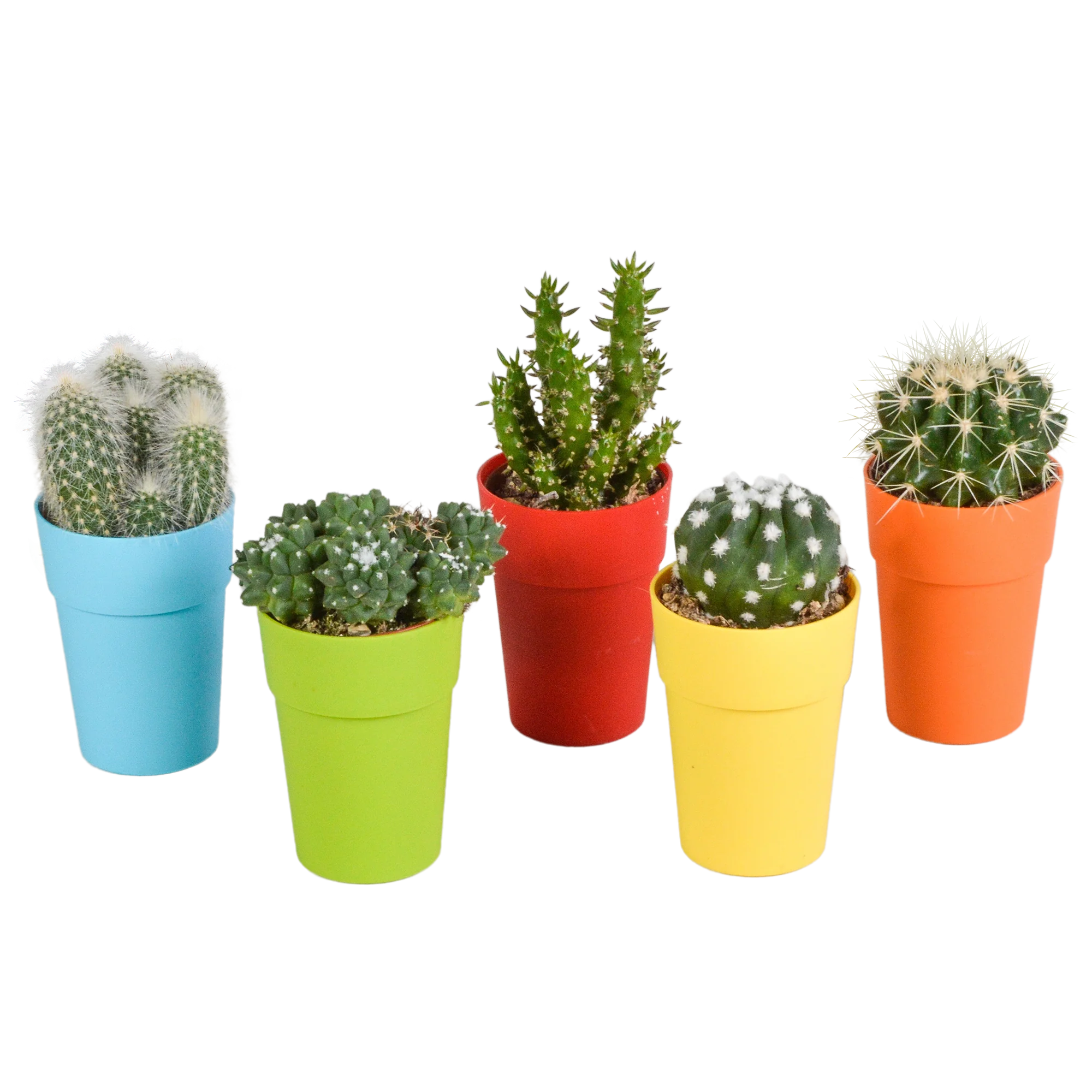 Bunter Kaktus-Mix in Kunststofftopf mit Holzbeinen