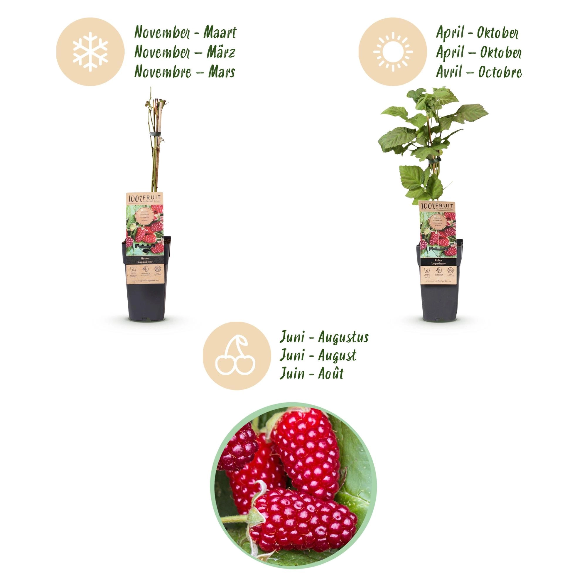 Green boutiQ - Fruit Plant - Rubus Thornless Loganberry - Thornless Raspberry - Hardy - Red Fruit - 2 Plants - Pot 15cm - Height 50cm Bild 4