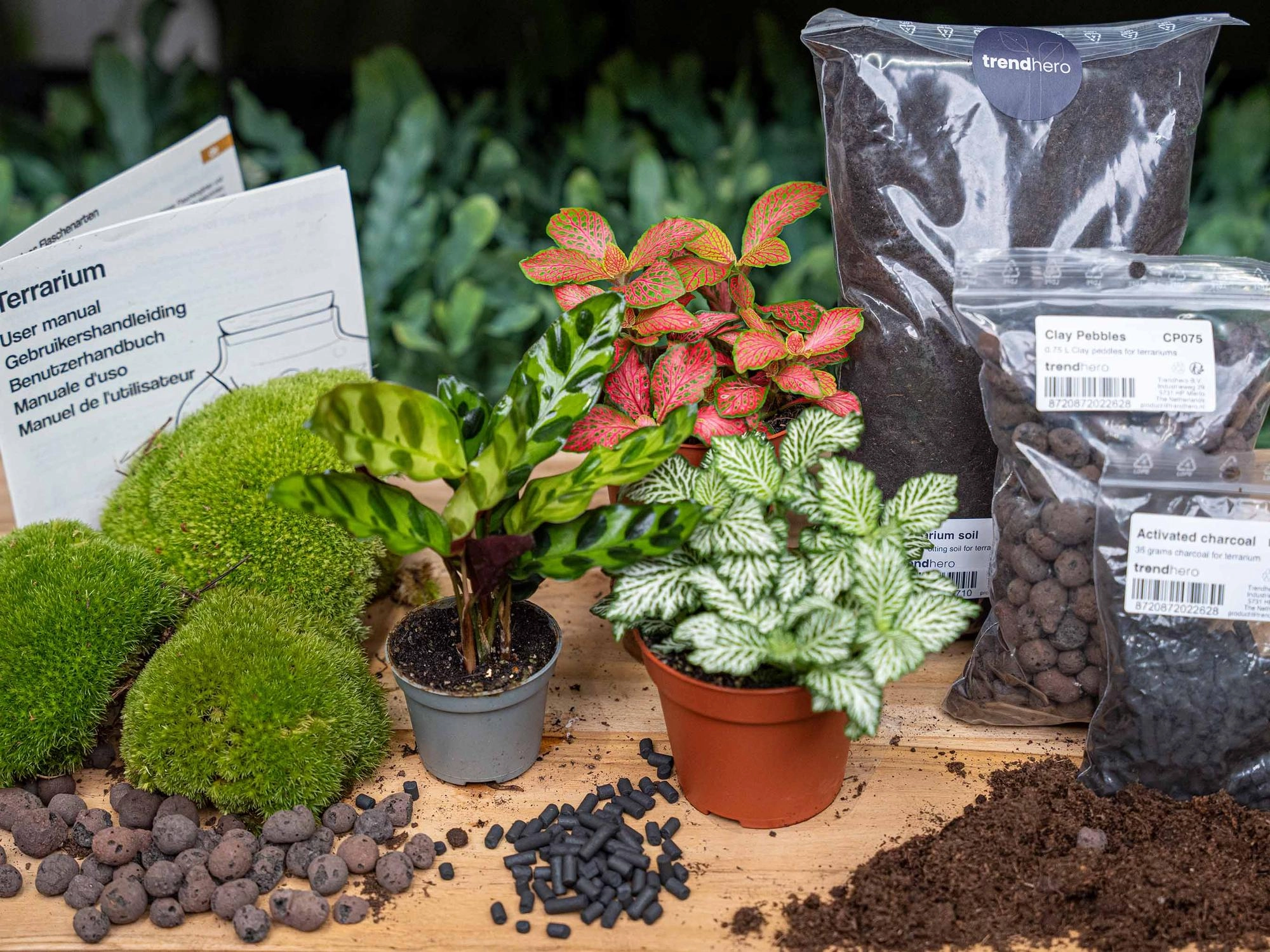 Planten terrarium pakket Calathea Lancifolia - Navulling   Startpakket- DIY Bild 1