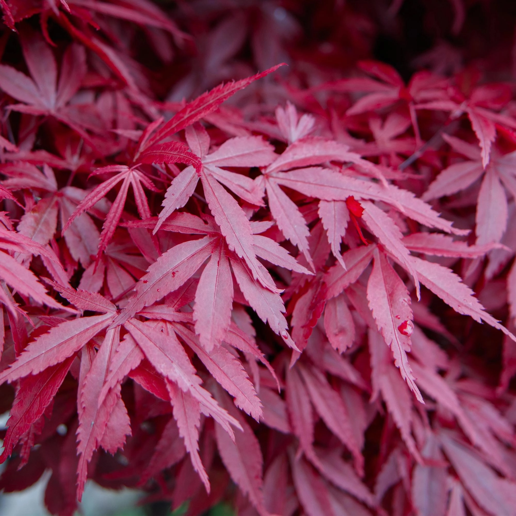 Green boutiQ - Gartenpflanze - Acer palmatum Skeeters Broom - Japanischer Ahorn - Laubabwerfend - Rot - 1 - Topf 26cm - Höhe 90cm Bild 5