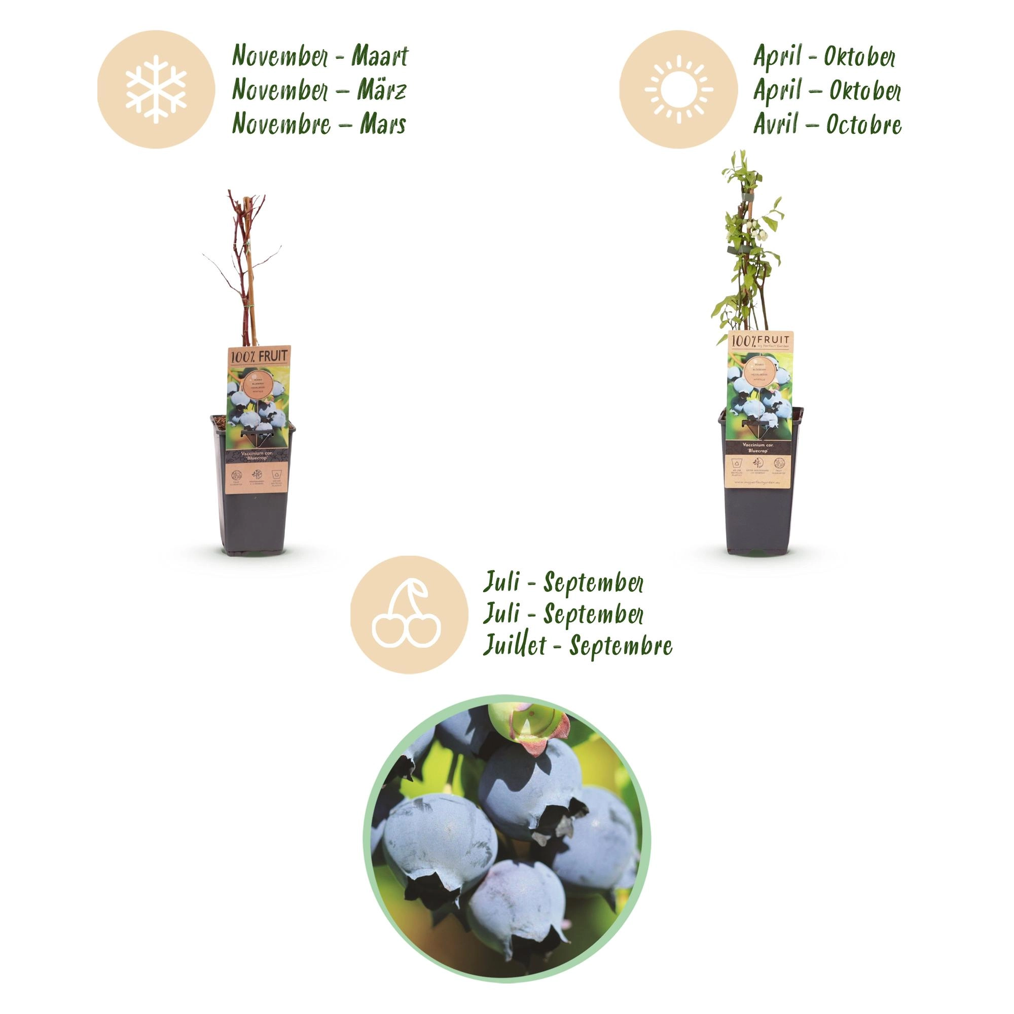 Green boutiQ - Fruit plant - Vaccinium corymbosum Bluecrop - Blueberry - Hardy - Blue Berry - 2 Plants - Pot 15cm - Height 50cm Bild 4