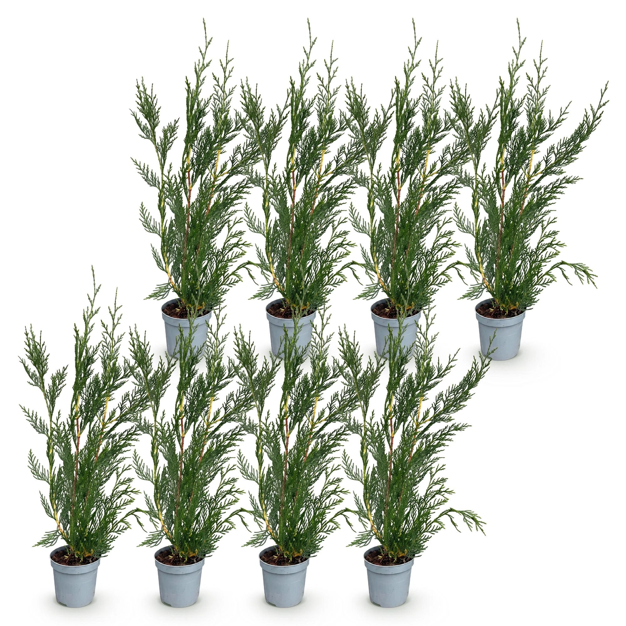 8x Cupressocyparis leylandii 2011 - Leylandii - Heckenpflanzen - Immergrün - Grün - Topf 9cm - Höhe 30-40cm Bild 2