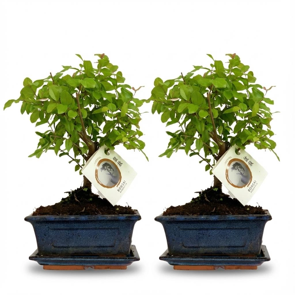 Kugelförmiger Bonsai mit eleganter Keramikschale