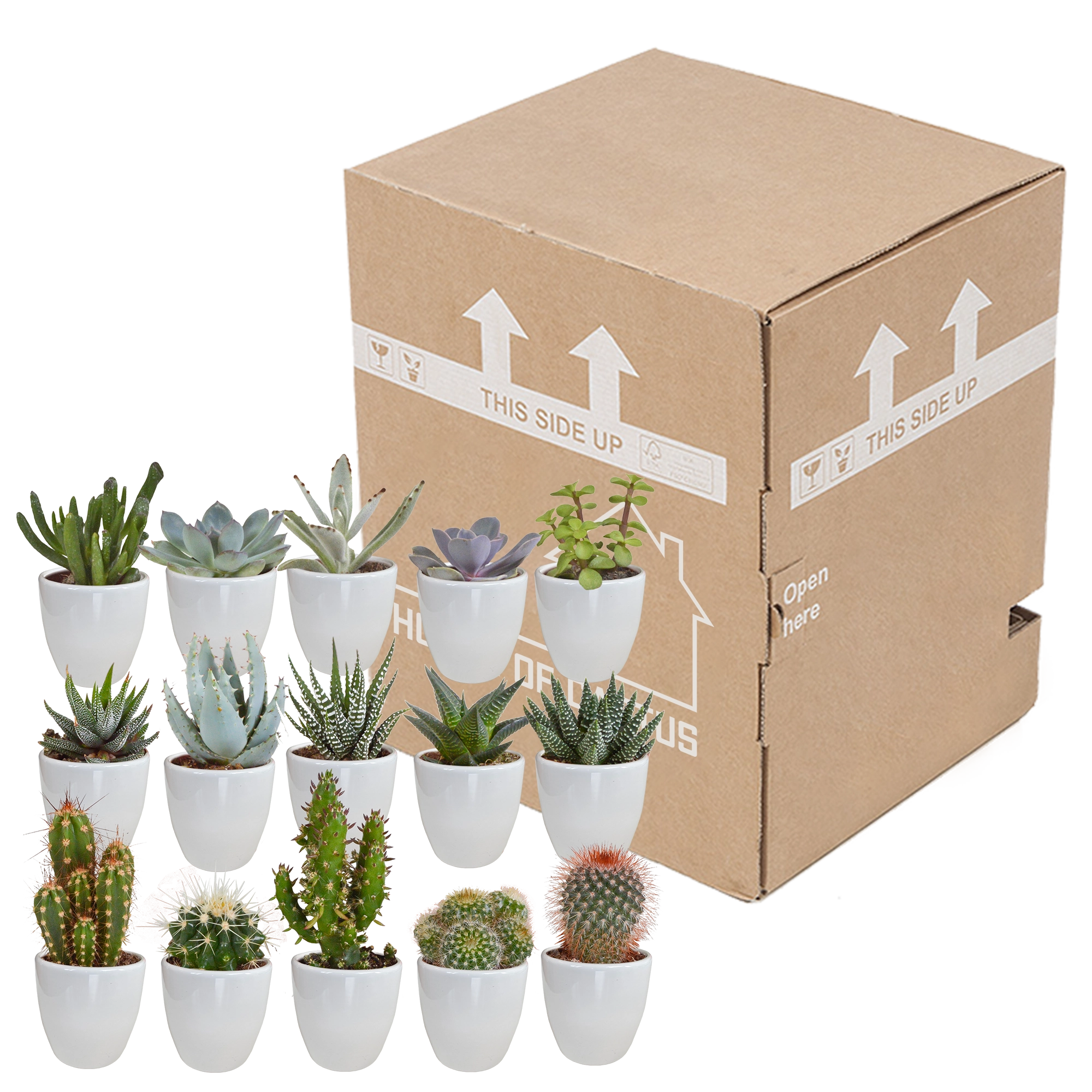 Kakteen & Sukkulenten Mischung 5,5 cm | 15 Stück - im weißen Topf