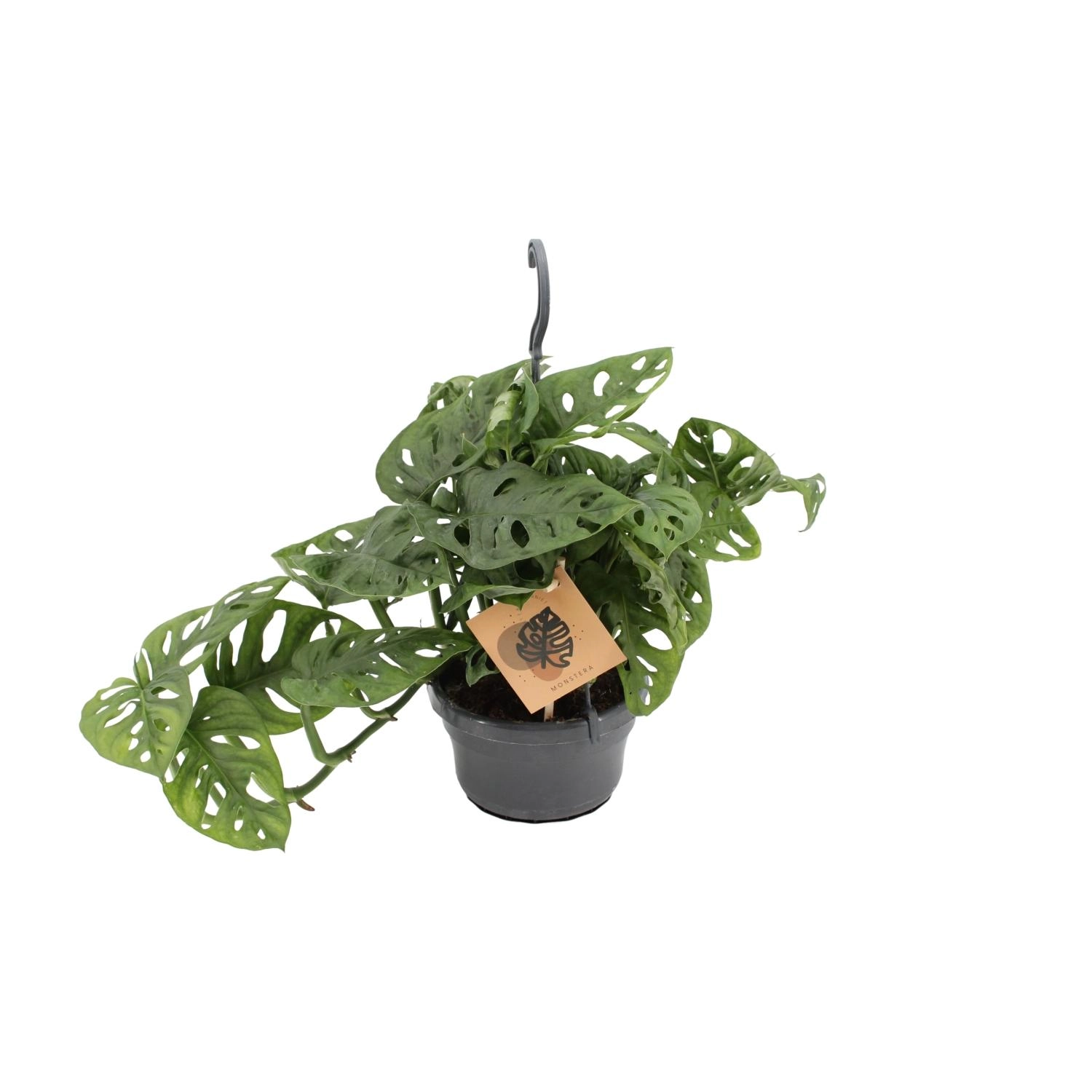Monstera Monkey Leaf – Trendige Zimmerpflanze mit exotischem Flair