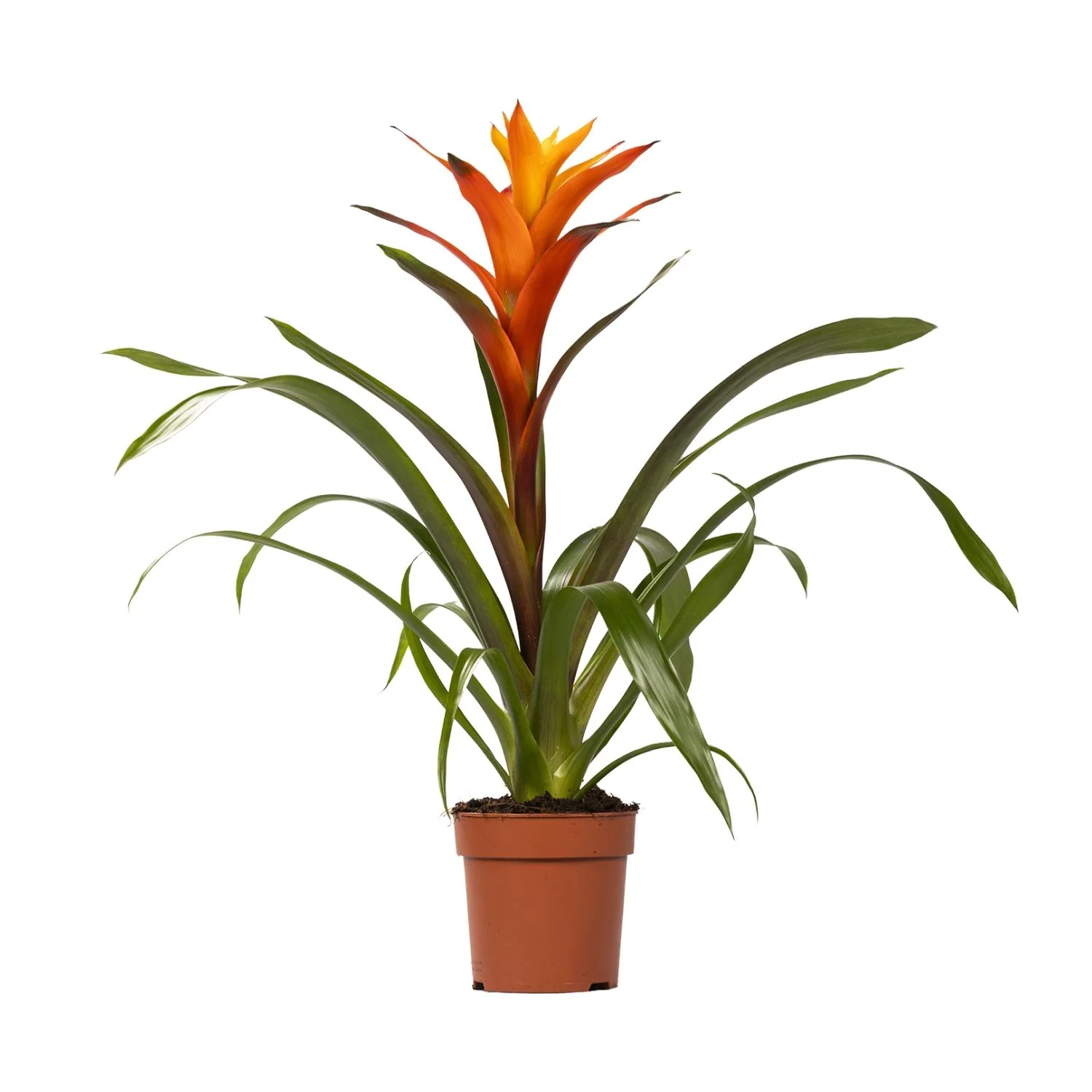 Guzmania Variada – Bunte Zimmerpflanze