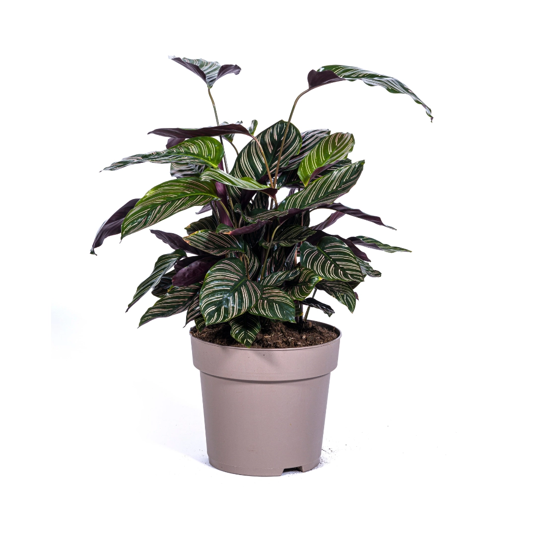 Calathea Ornata Sanderiana – Zimmerpflanze mit pinken Streifen