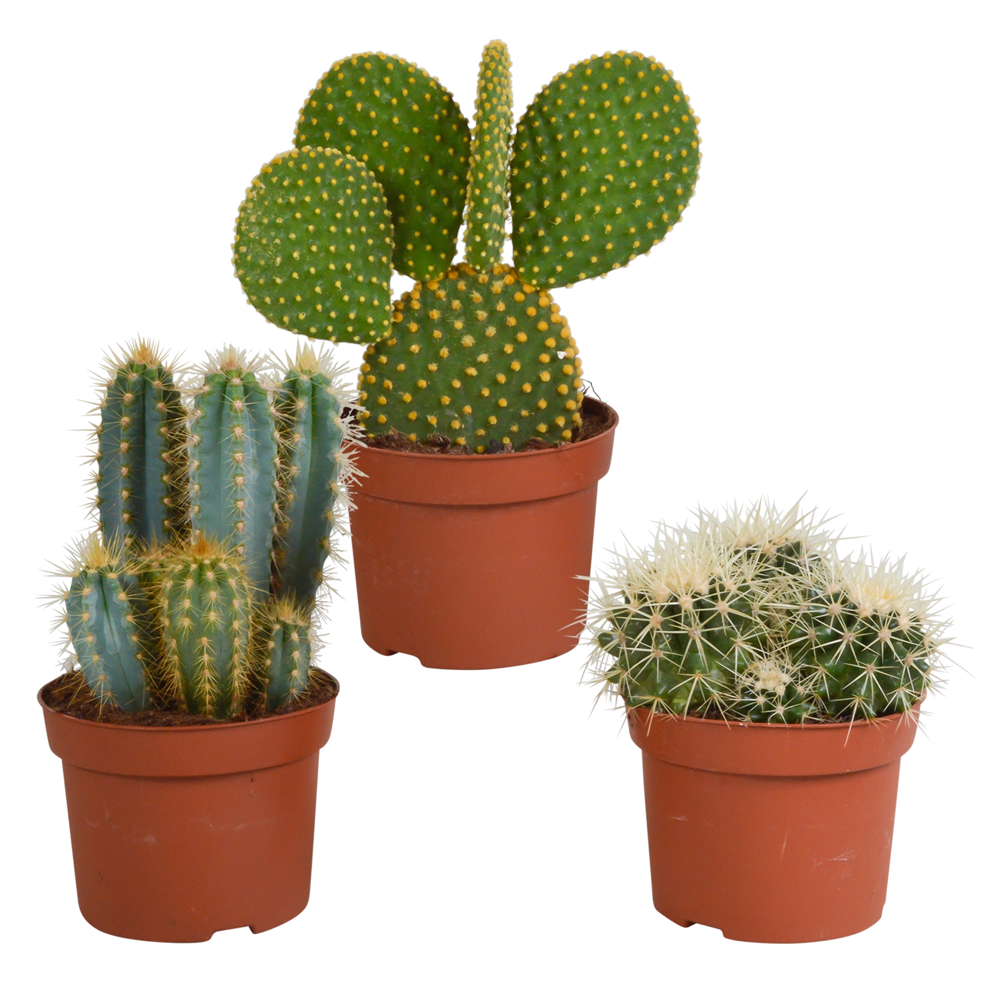 Vielfalt der Kakteen – Set mit 3 verschiedenen Sorten