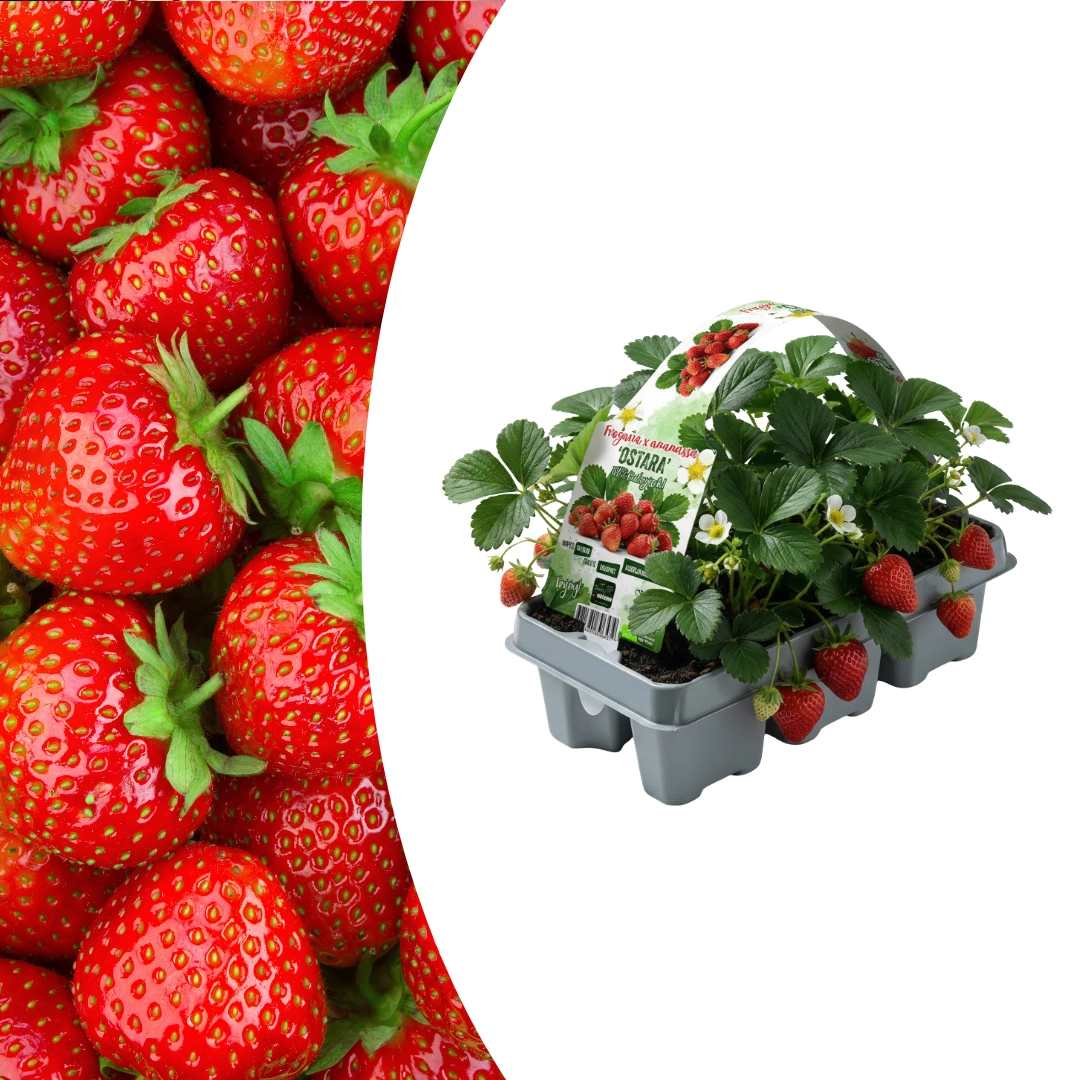 Erdbeerpflanzen 6er-Pack (Fragaria) – 100% Bio
