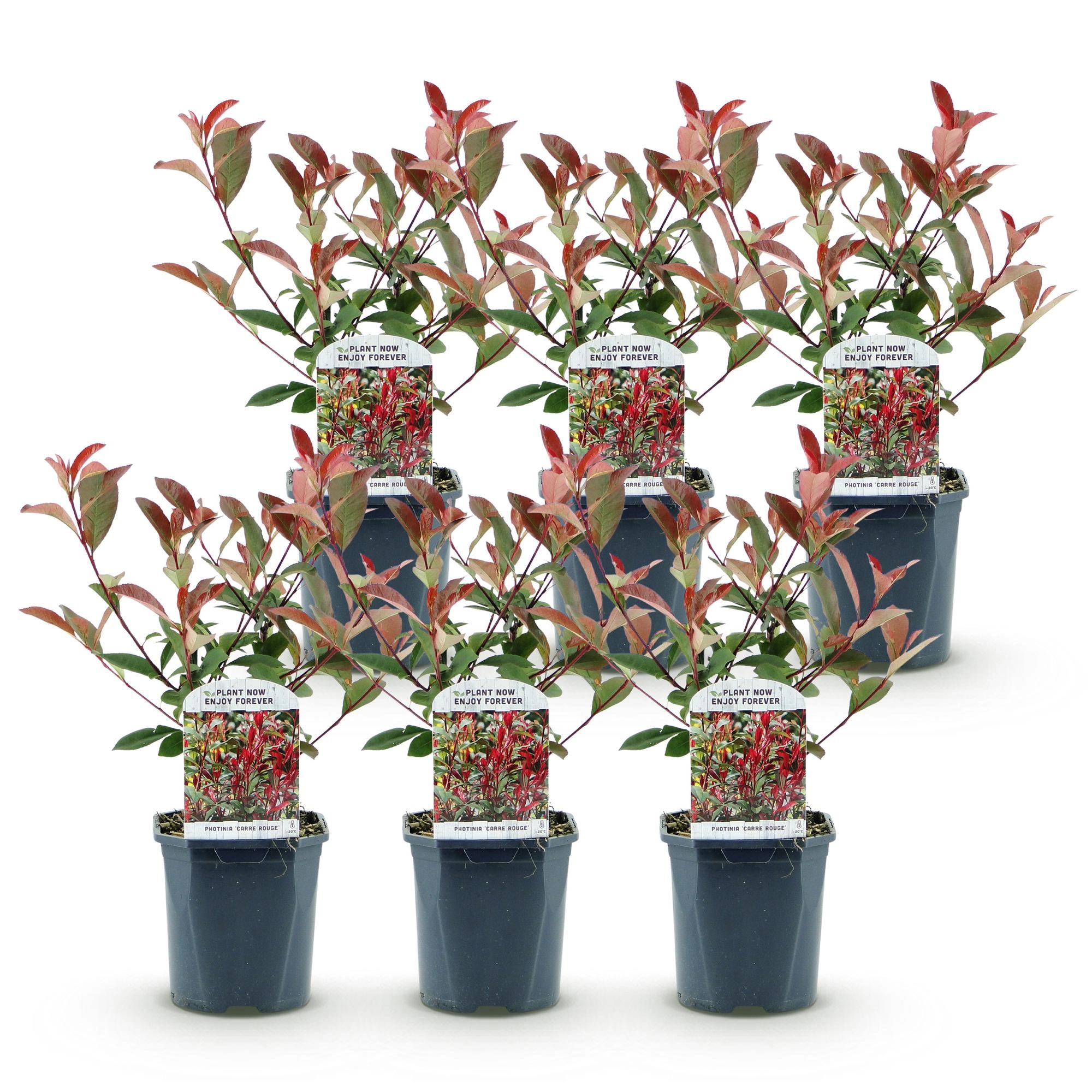 Photinia Fraseri Carre Rouge